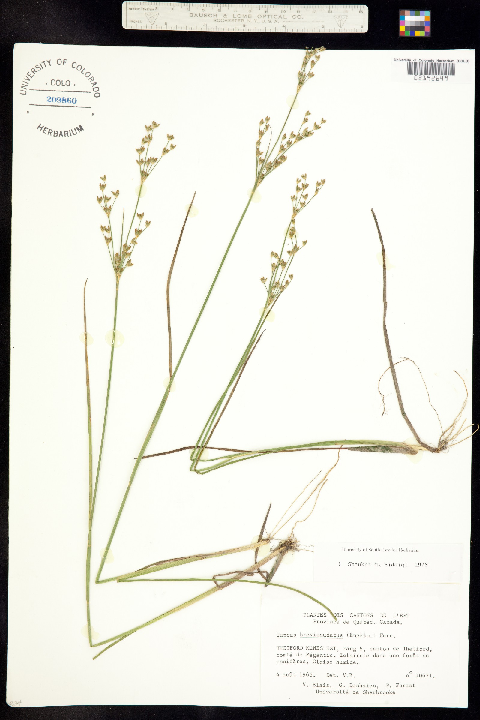 Juncus brevicaudatus image