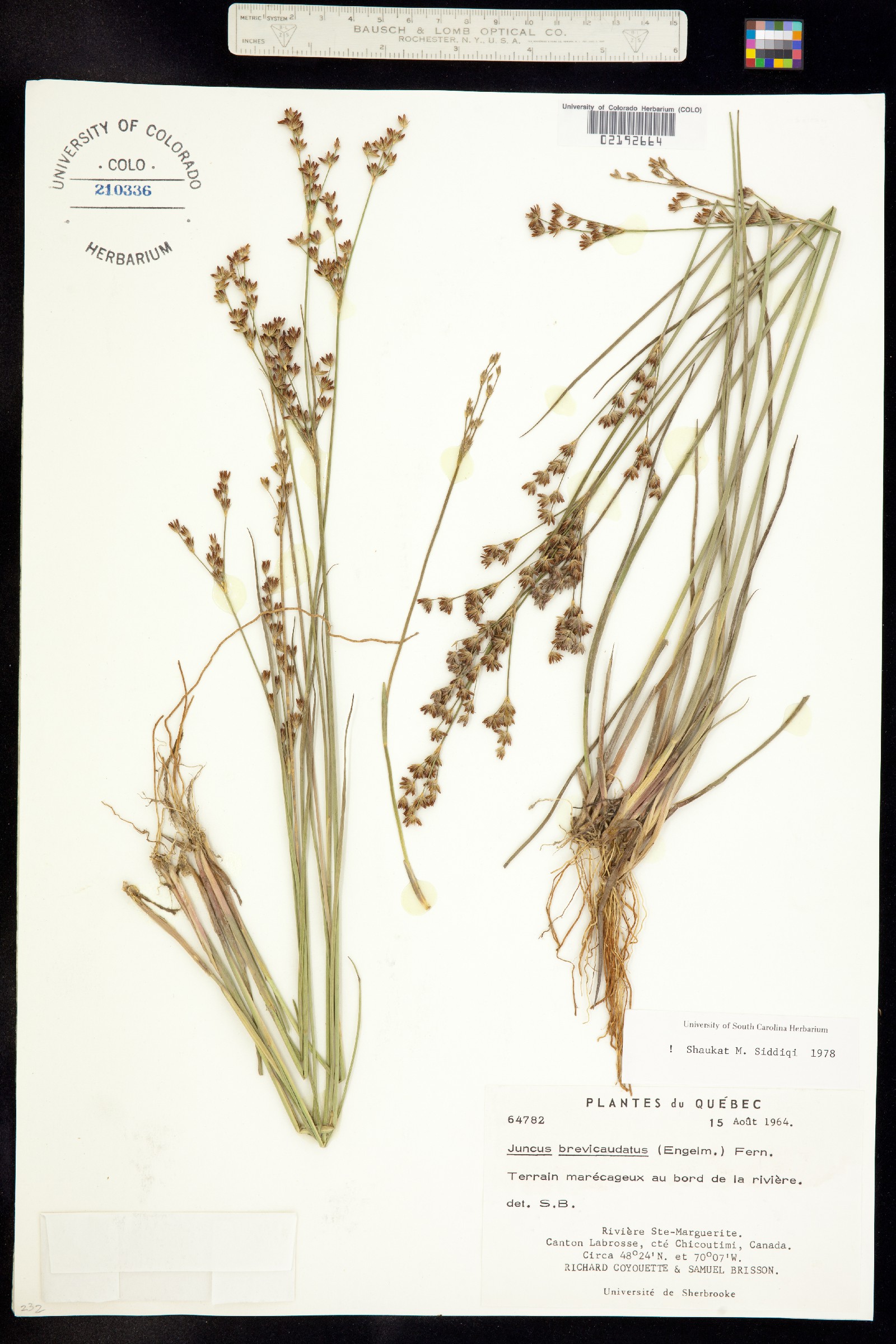 Juncus brevicaudatus image