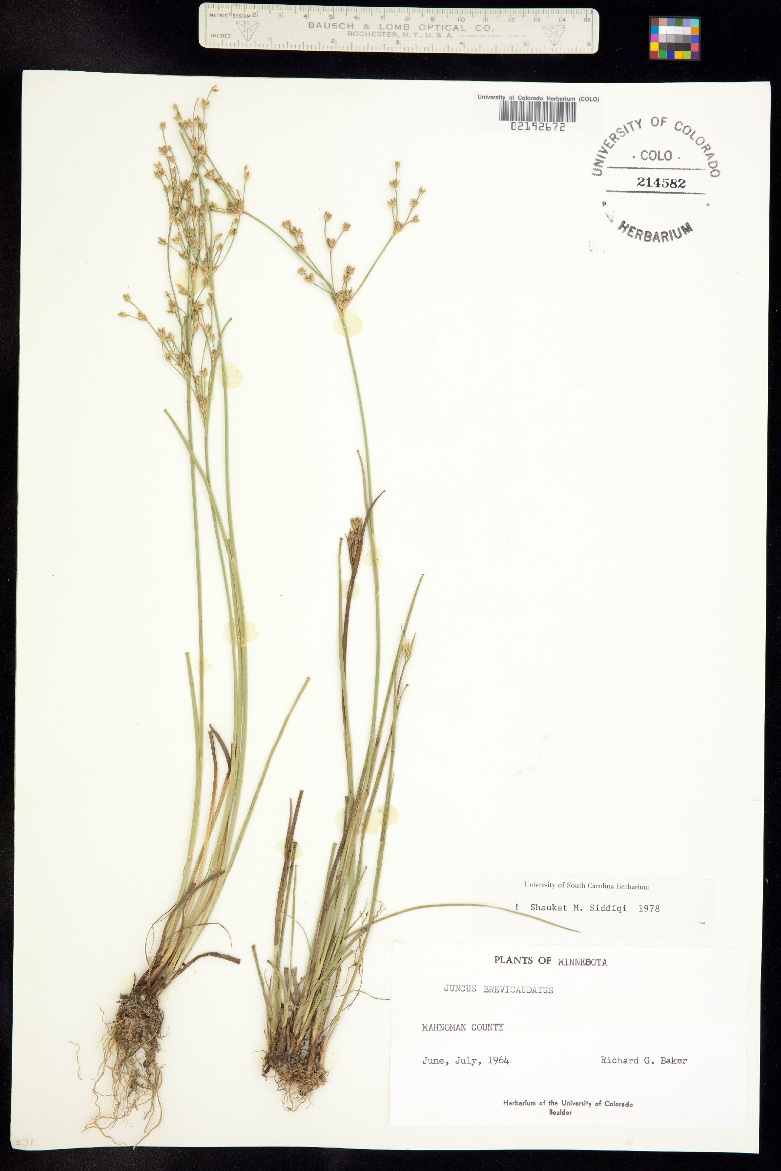 Juncus brevicaudatus image