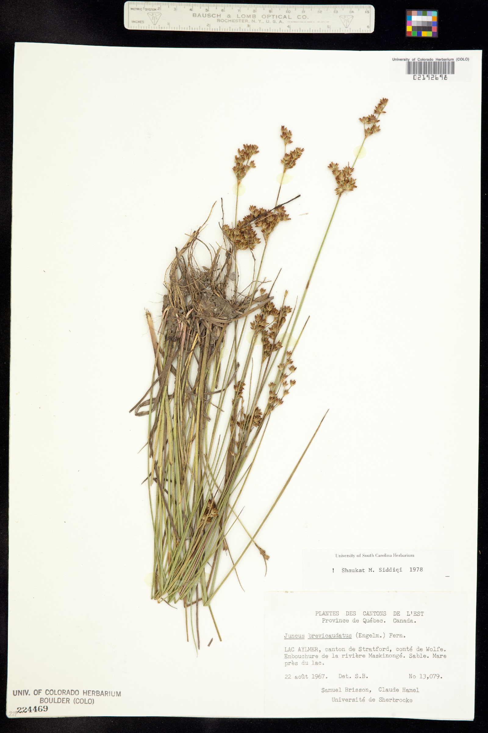 Juncus brevicaudatus image