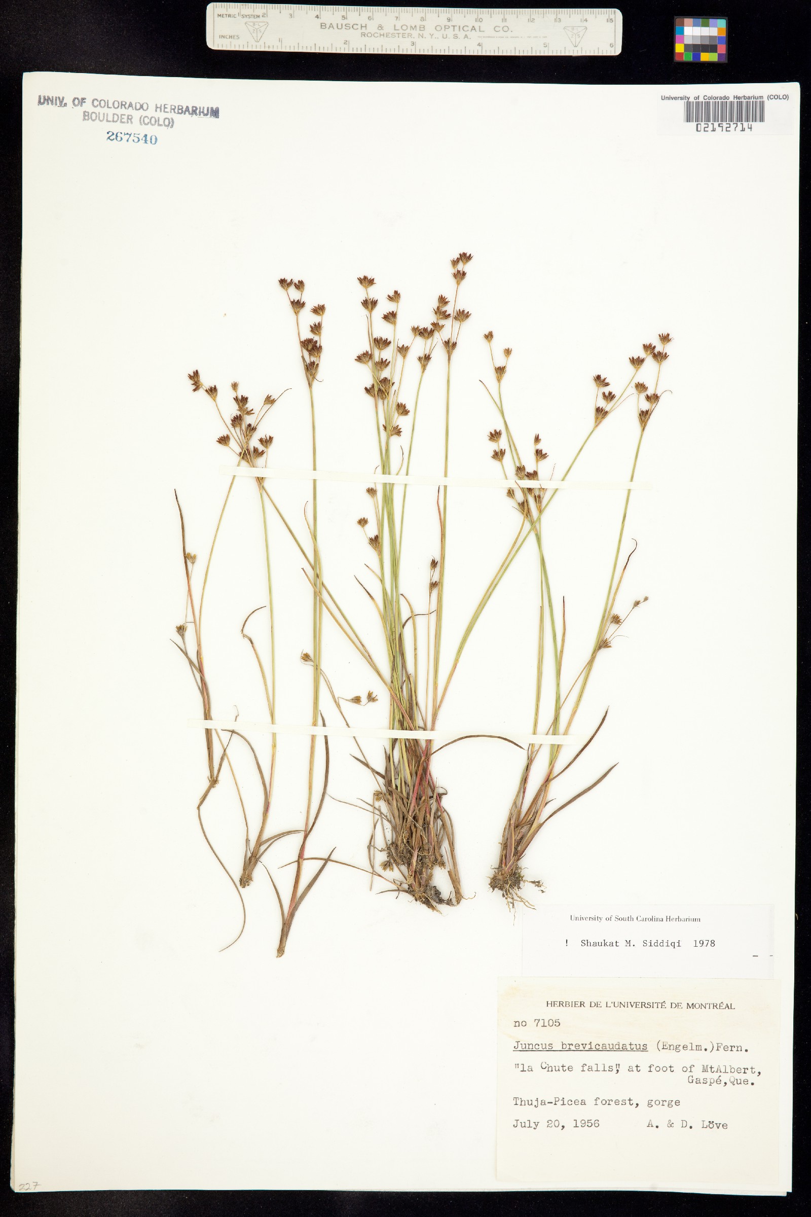 Juncus brevicaudatus image