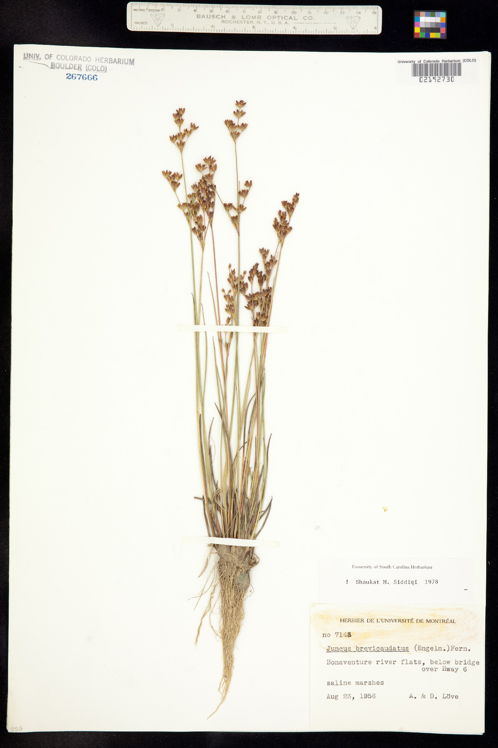 Juncus brevicaudatus image