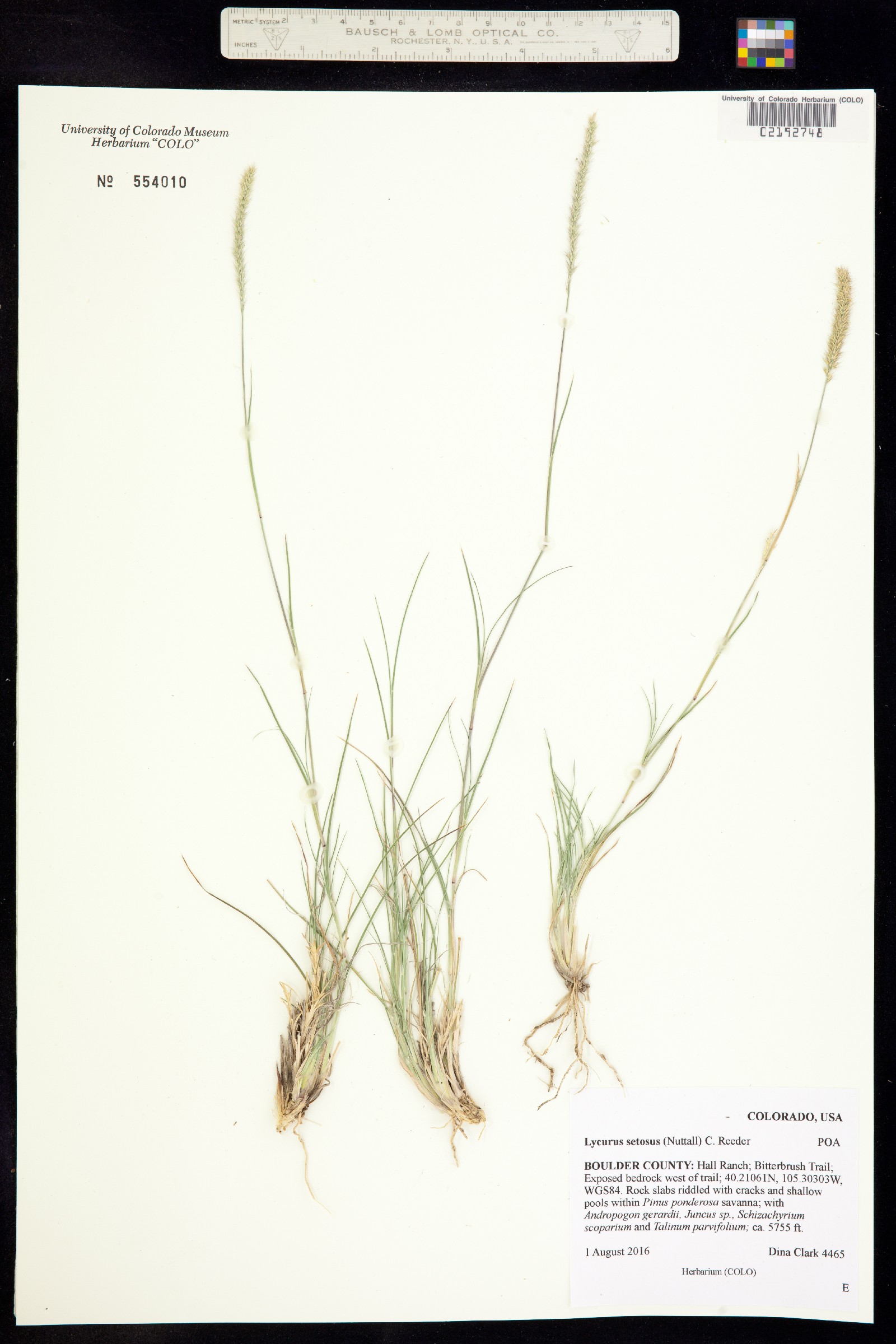 Muhlenbergia alopecuroides image