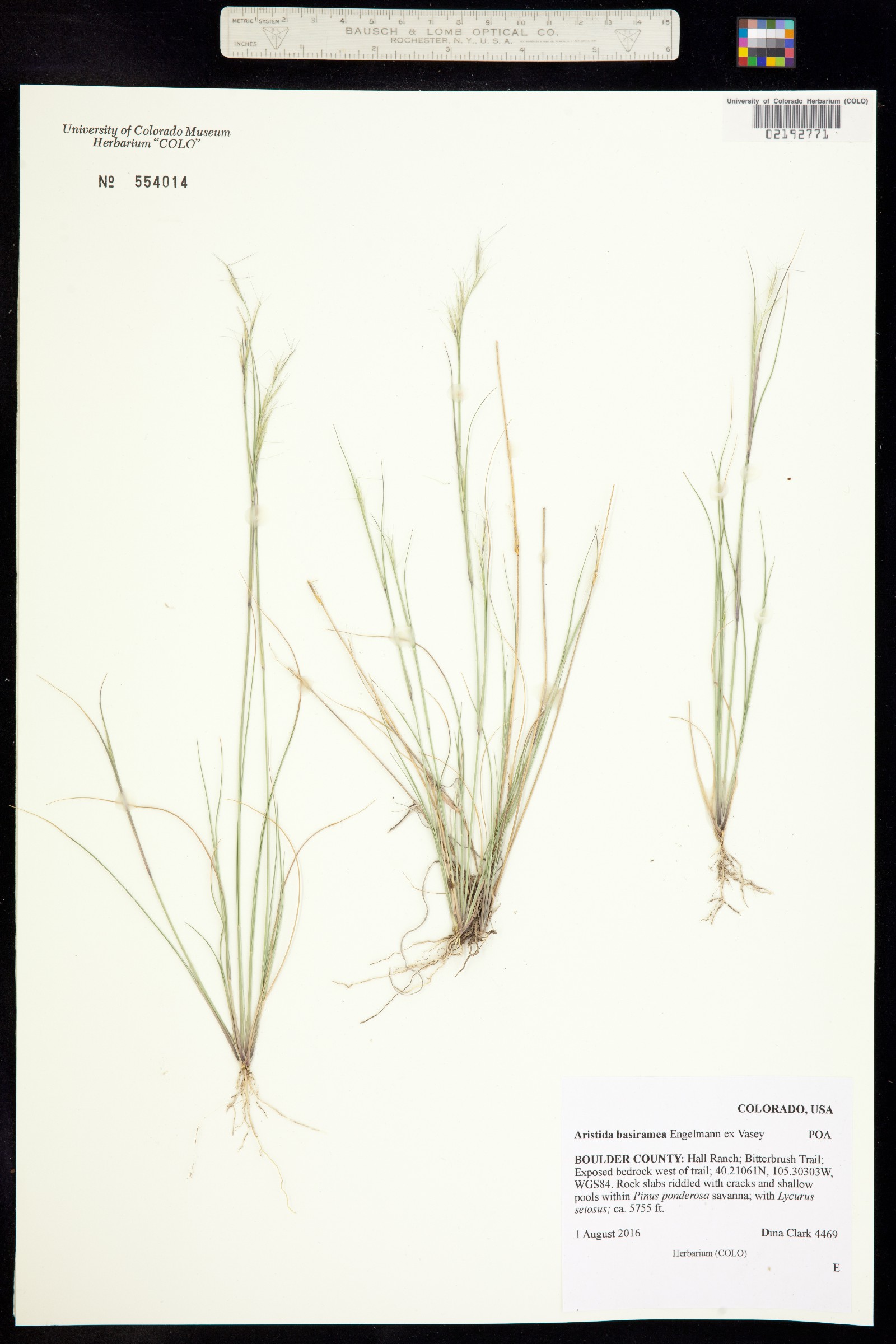 Aristida basiramea image