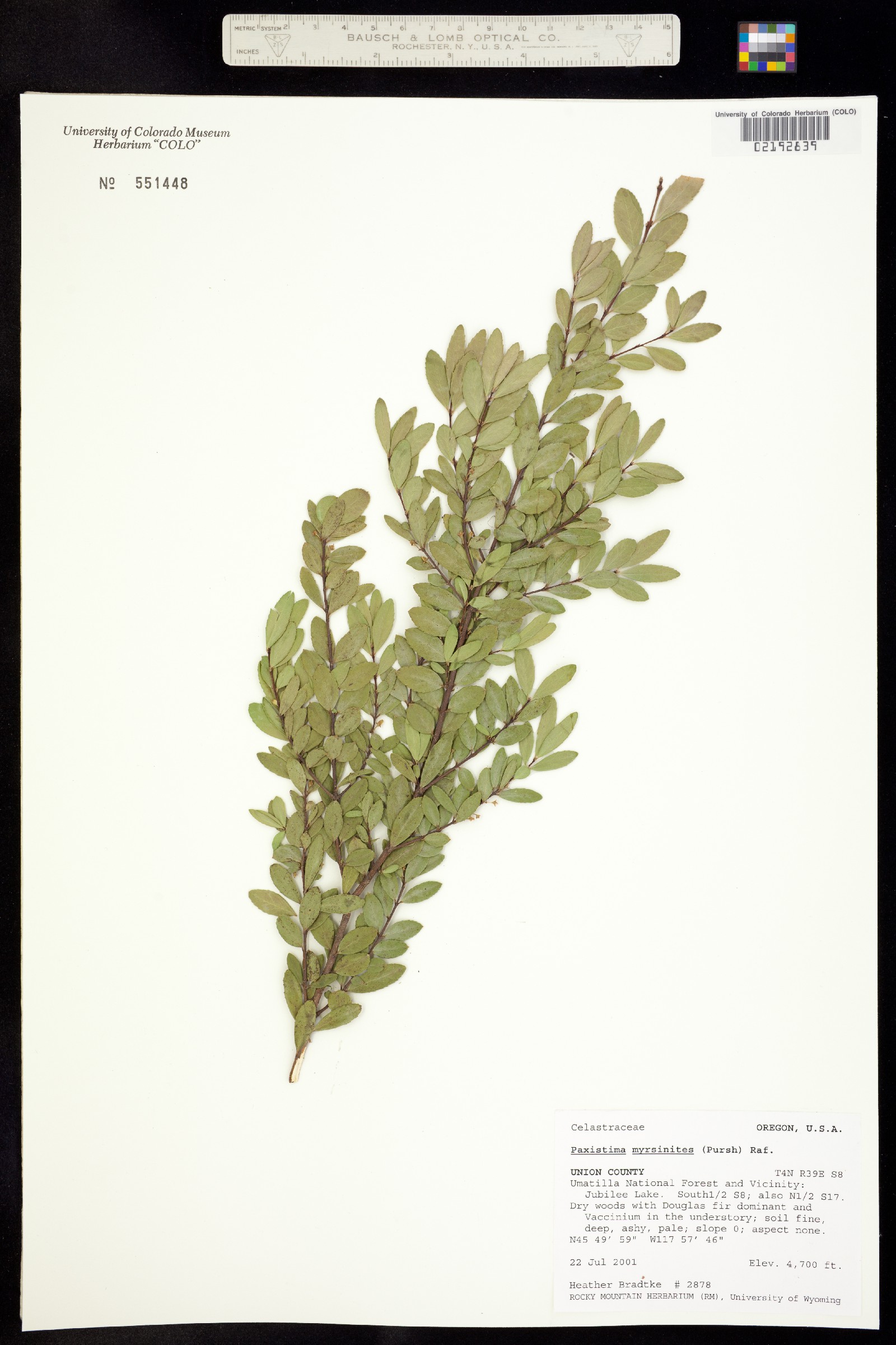 Paxistima myrsinites image