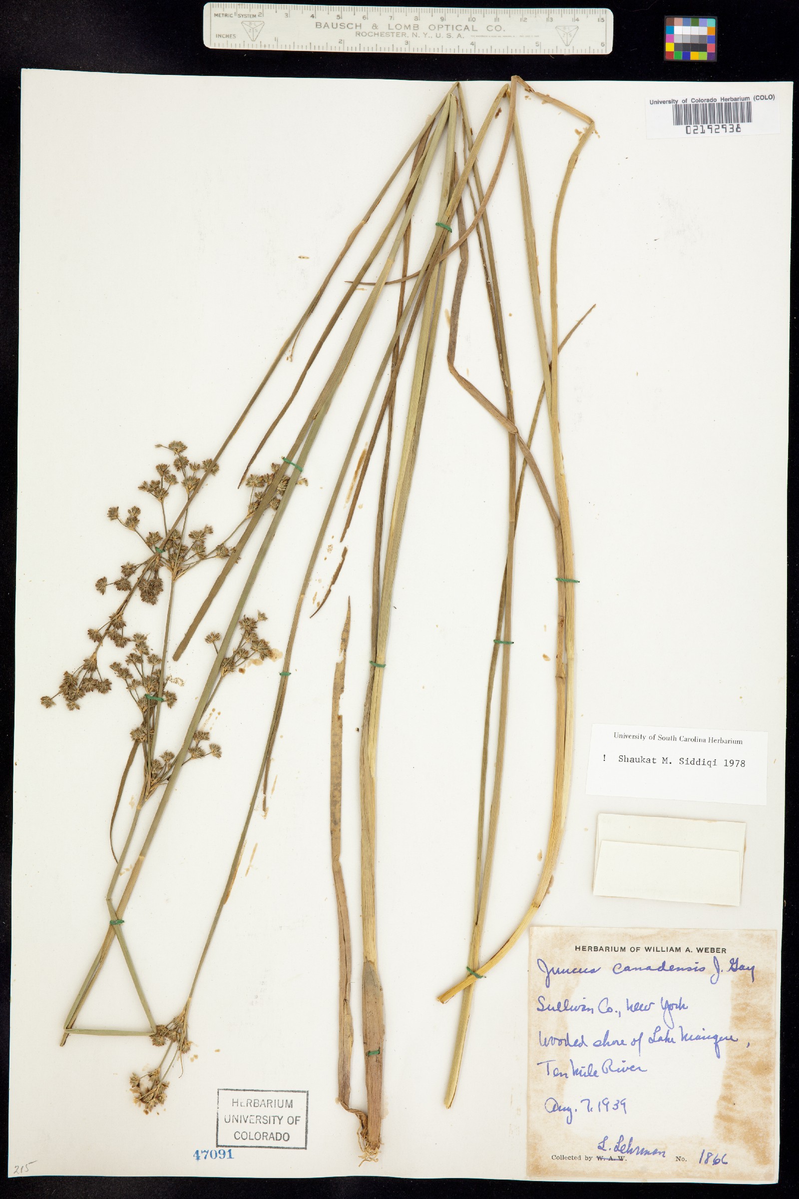 Juncus canadensis image