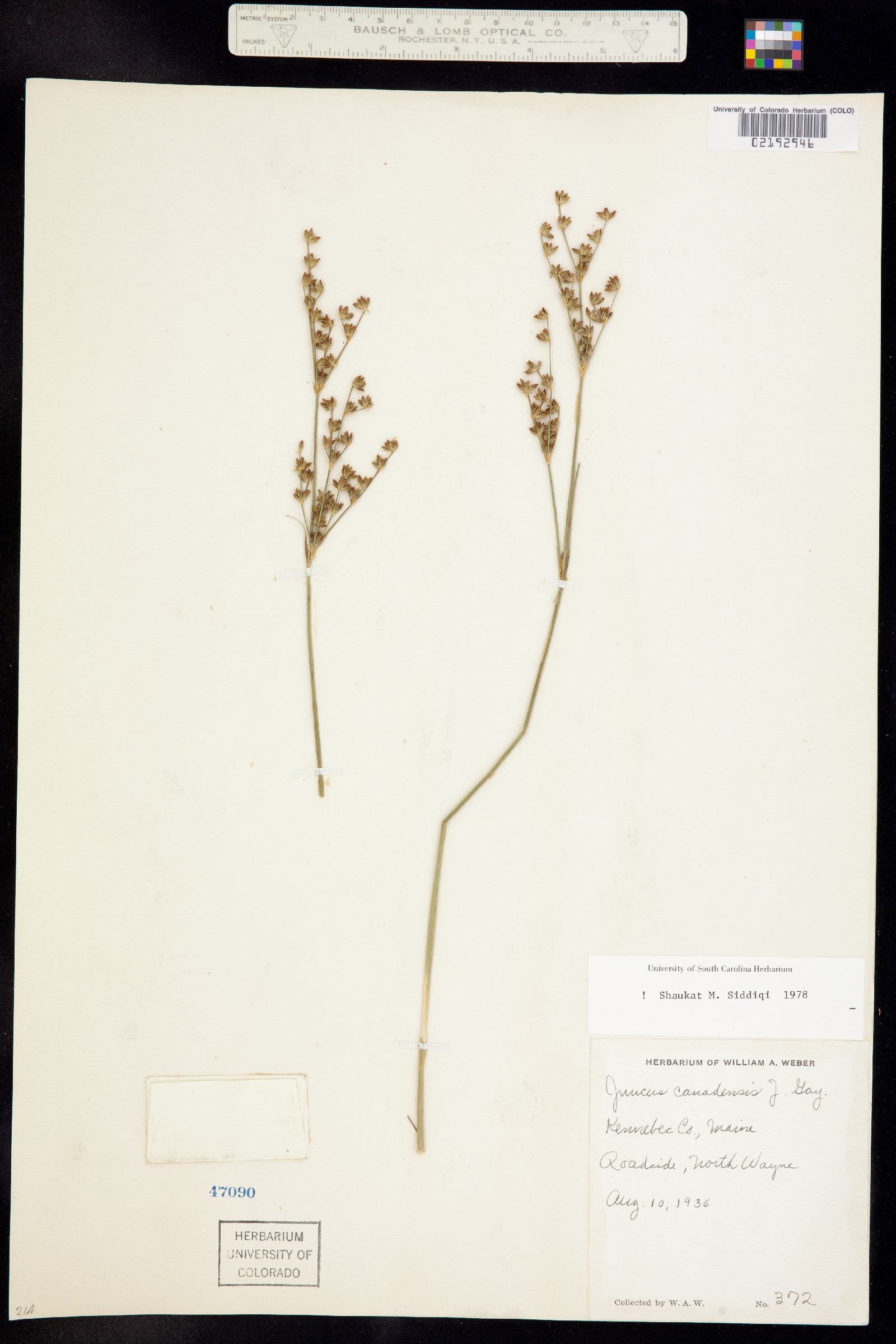 Juncus canadensis image