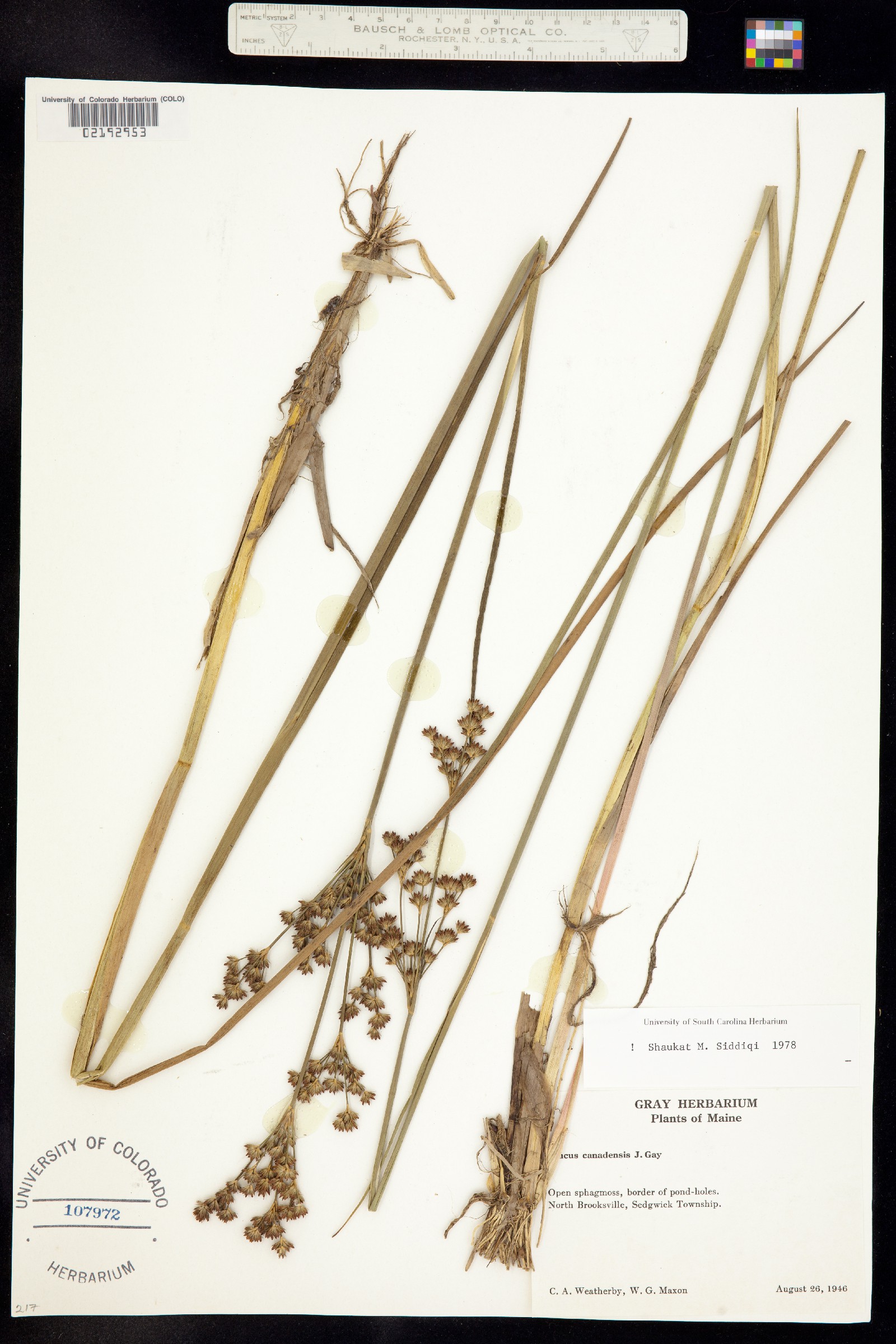 Juncus canadensis image