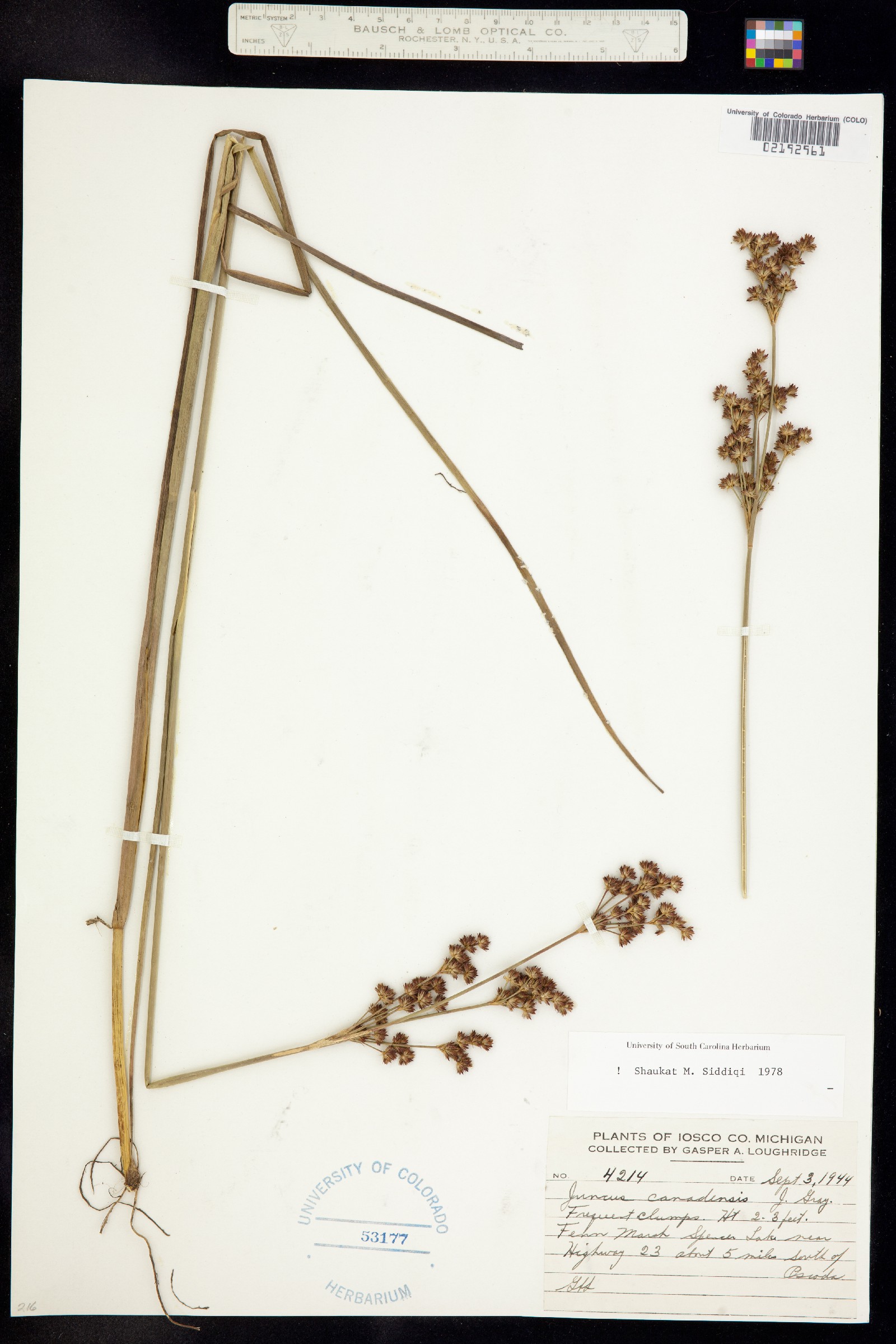 Juncus canadensis image