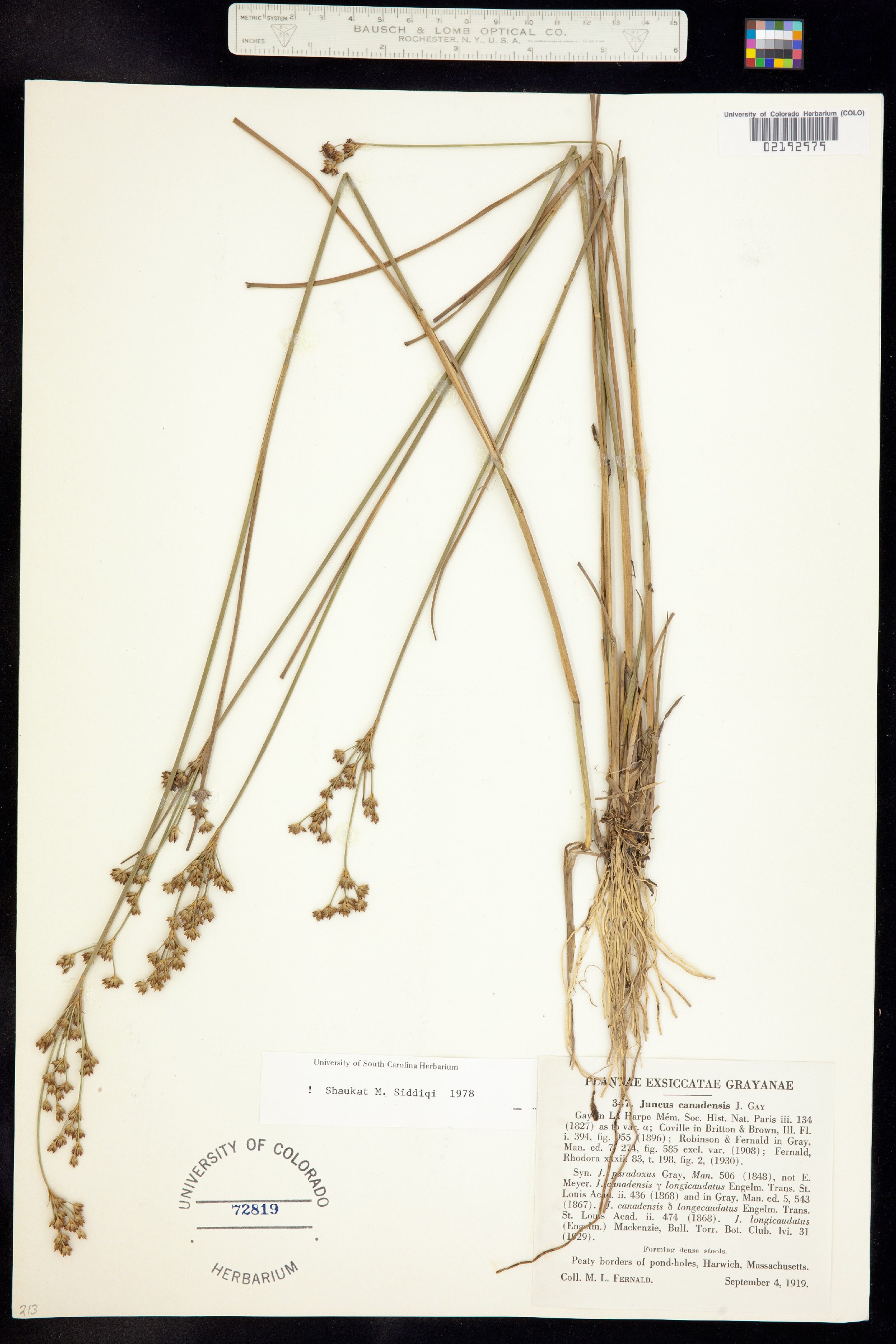 Juncus canadensis image