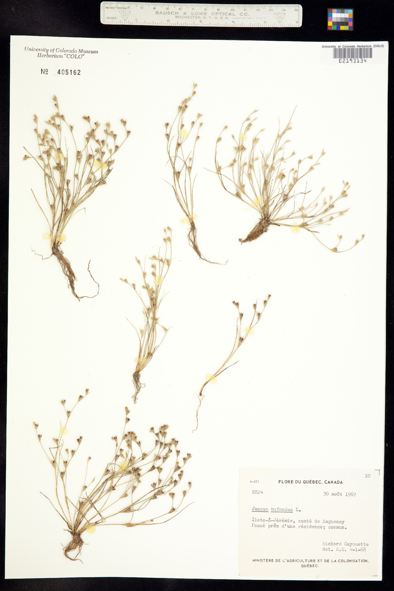 Juncus bufonius image