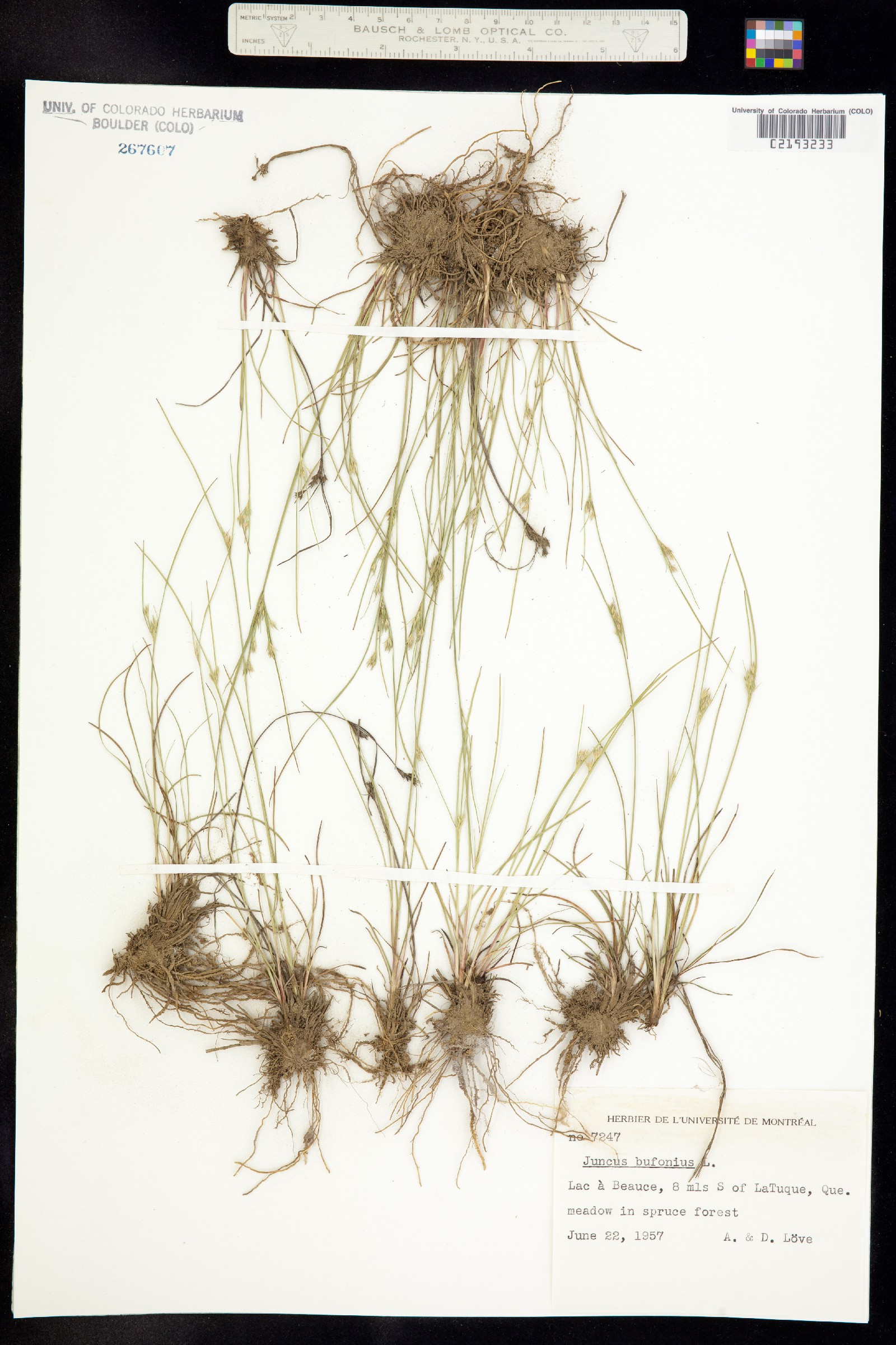 Juncus bufonius image