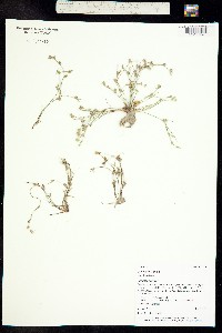 Juncus bufonius image