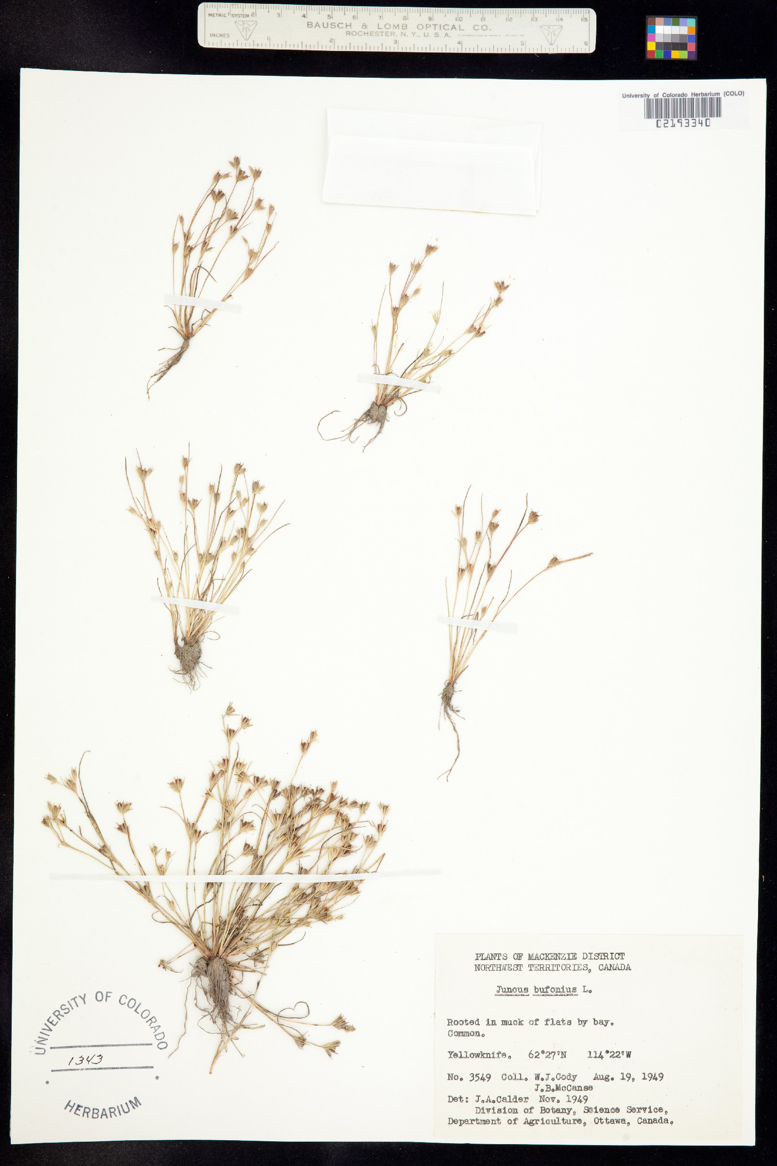Juncus bufonius image
