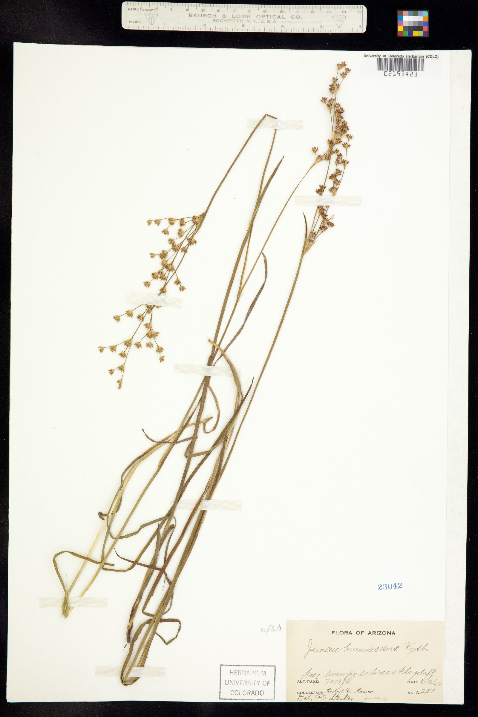 Juncus brunnescens image