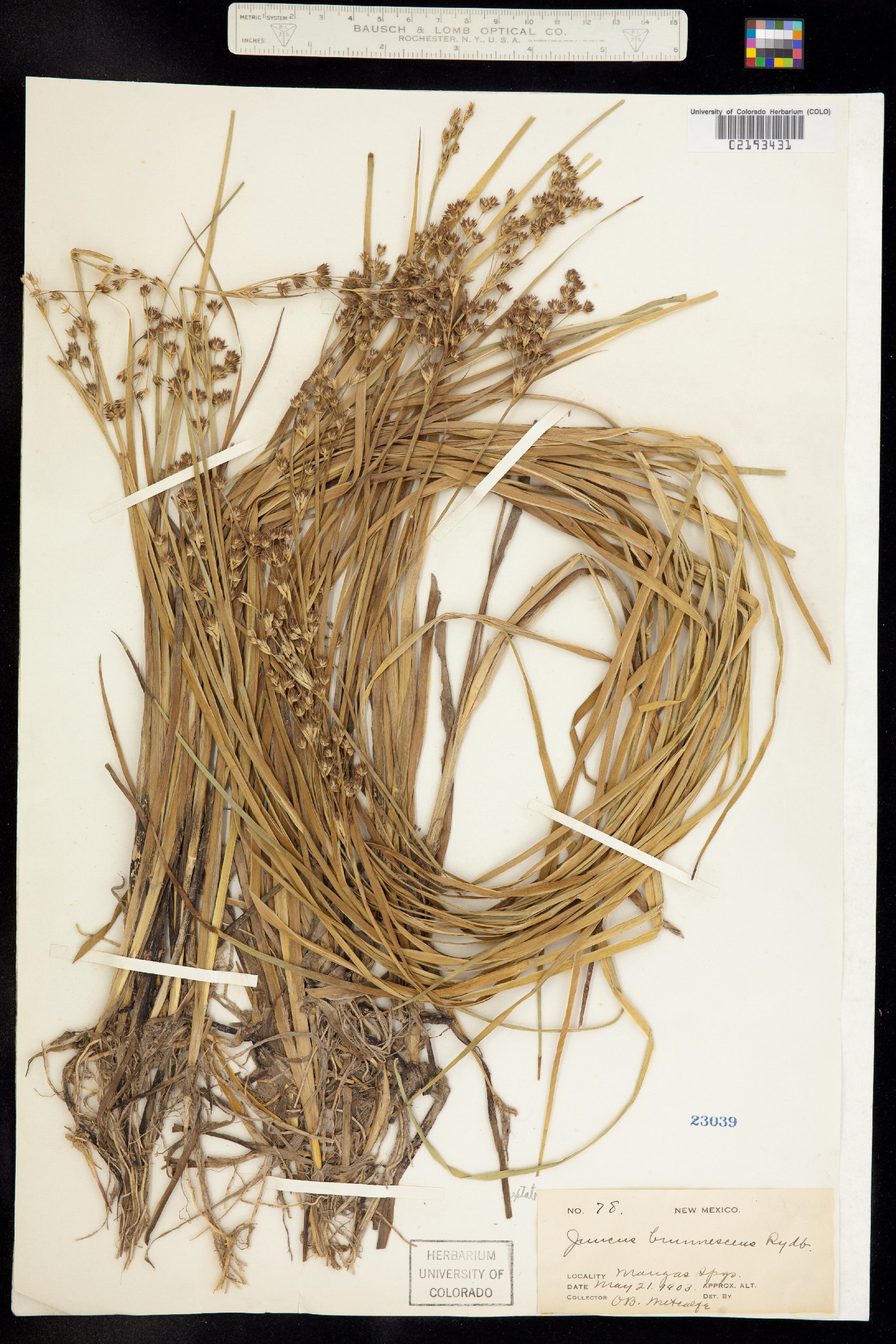 Juncus brunnescens image