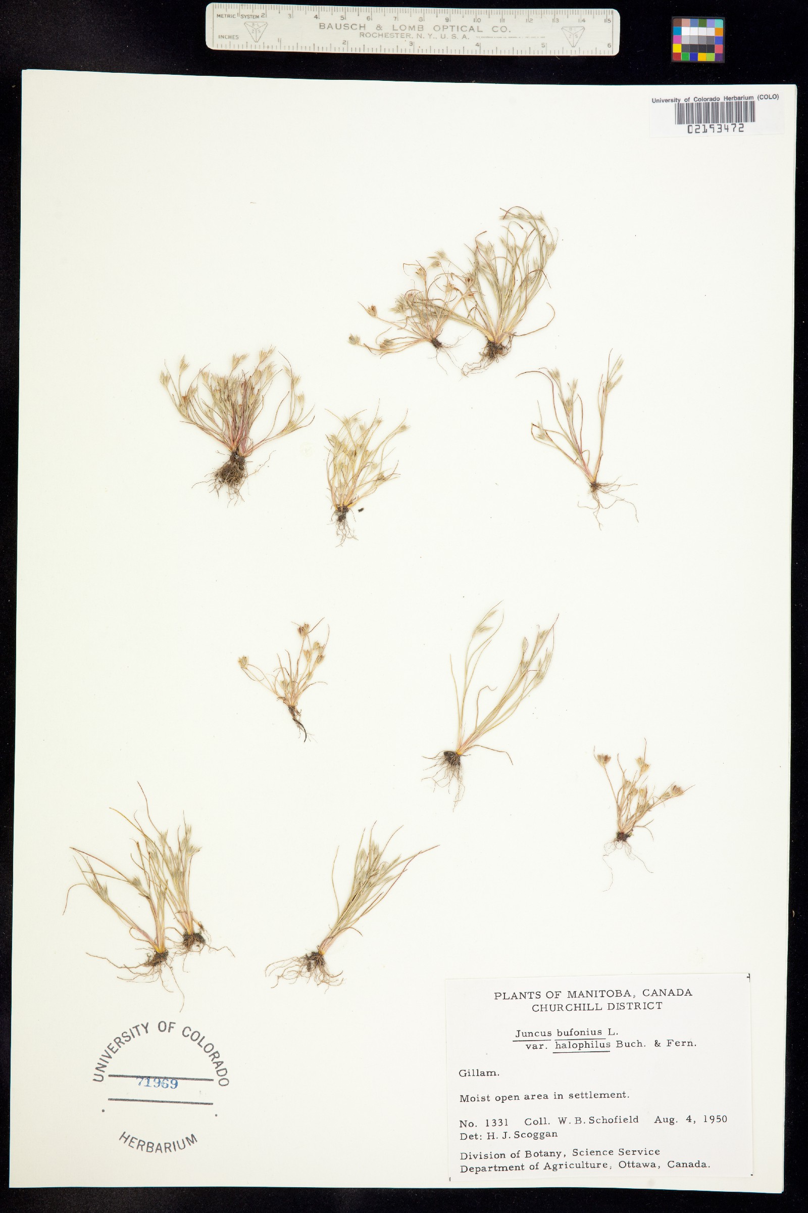 Juncus bufonius image