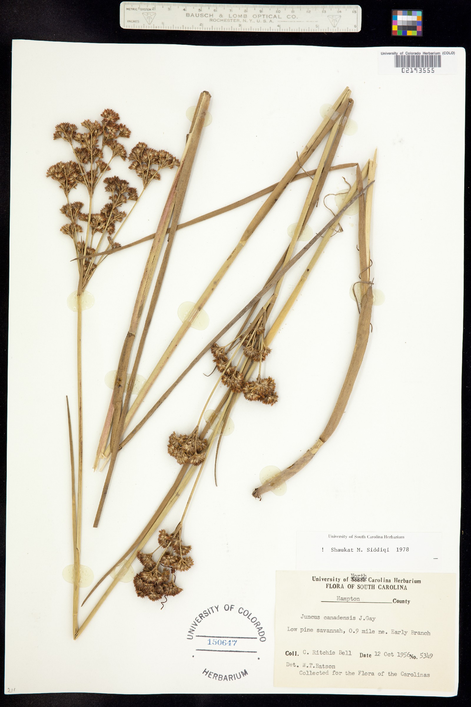 Juncus canadensis image