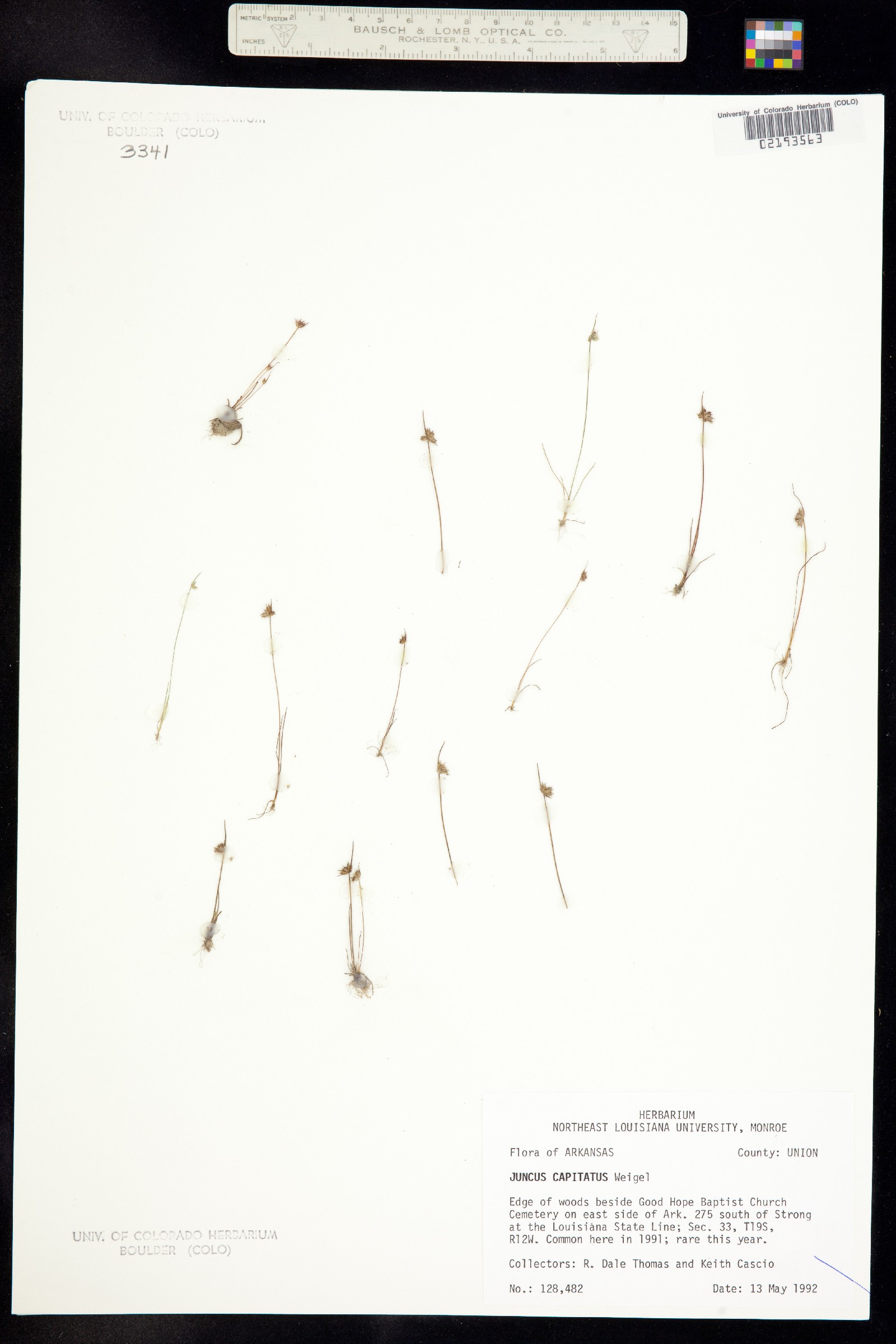 Juncus capitatus image