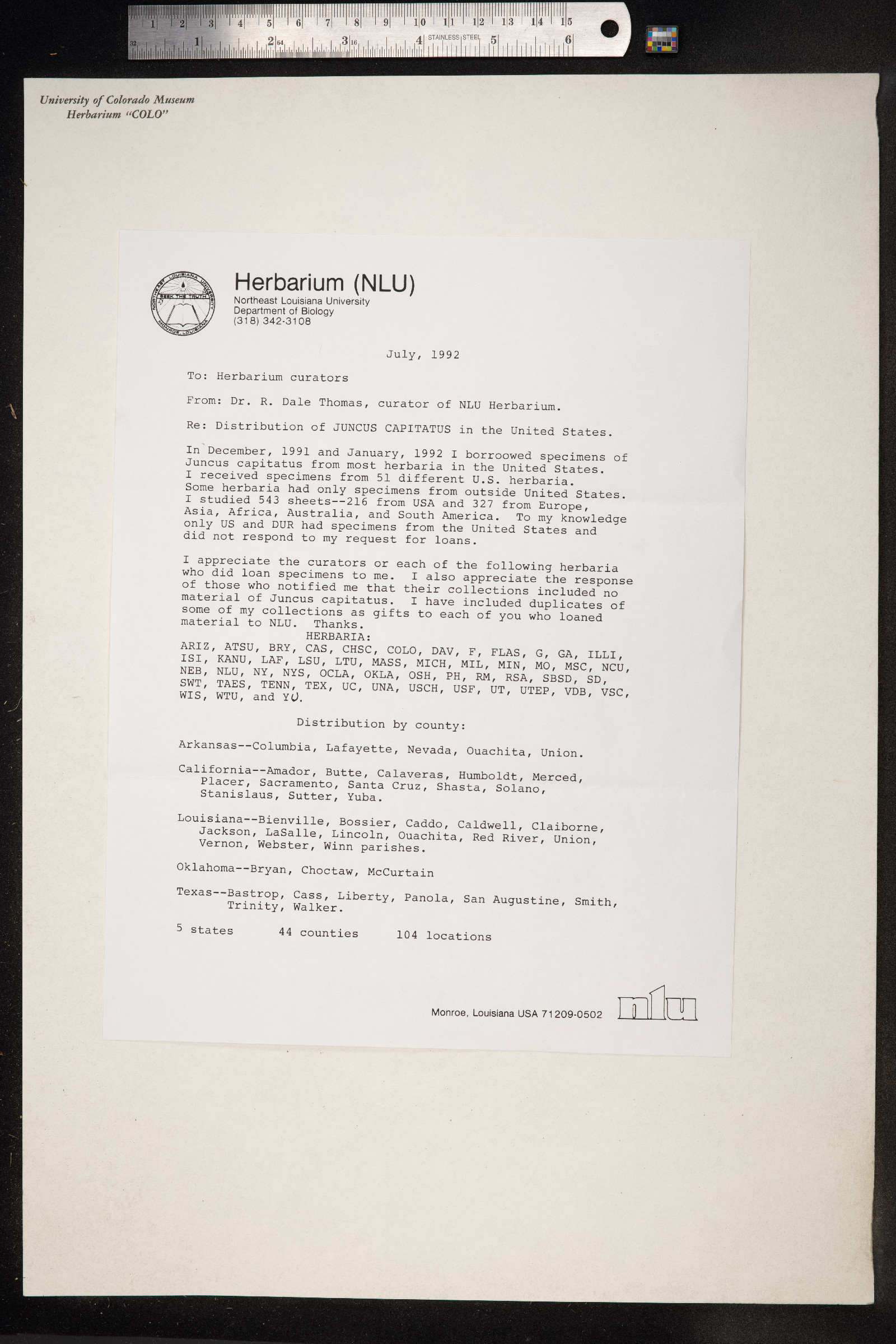 Juncus capitatus image