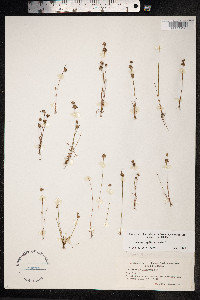 Juncus capitatus image