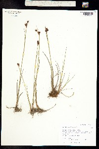 Juncus castaneus image