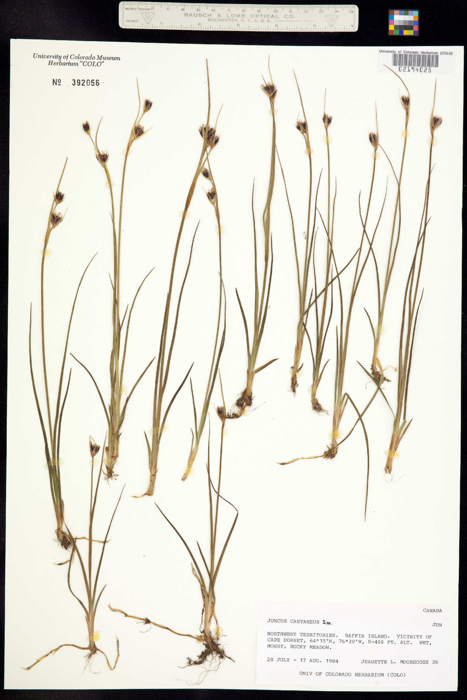 Juncus castaneus image