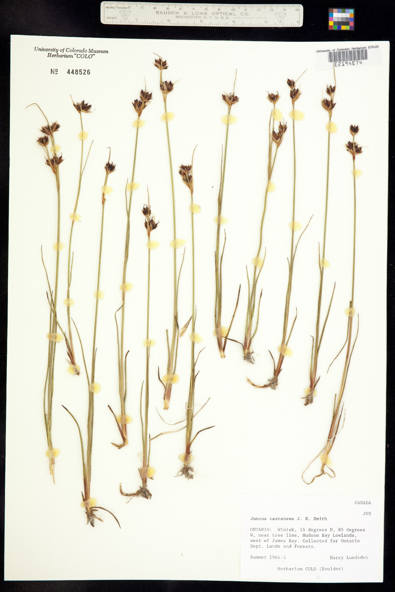 Juncus castaneus image