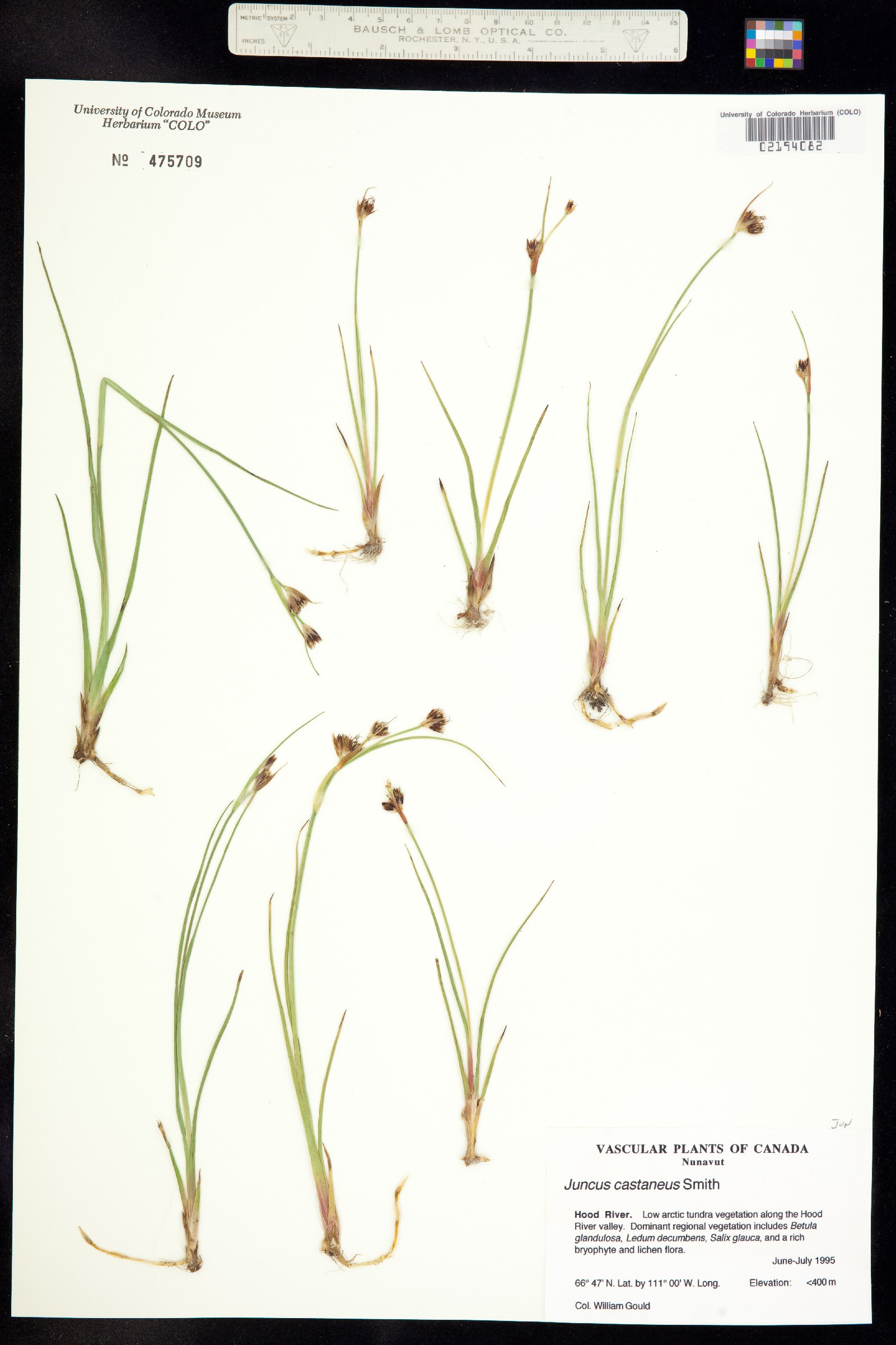 Juncus castaneus image