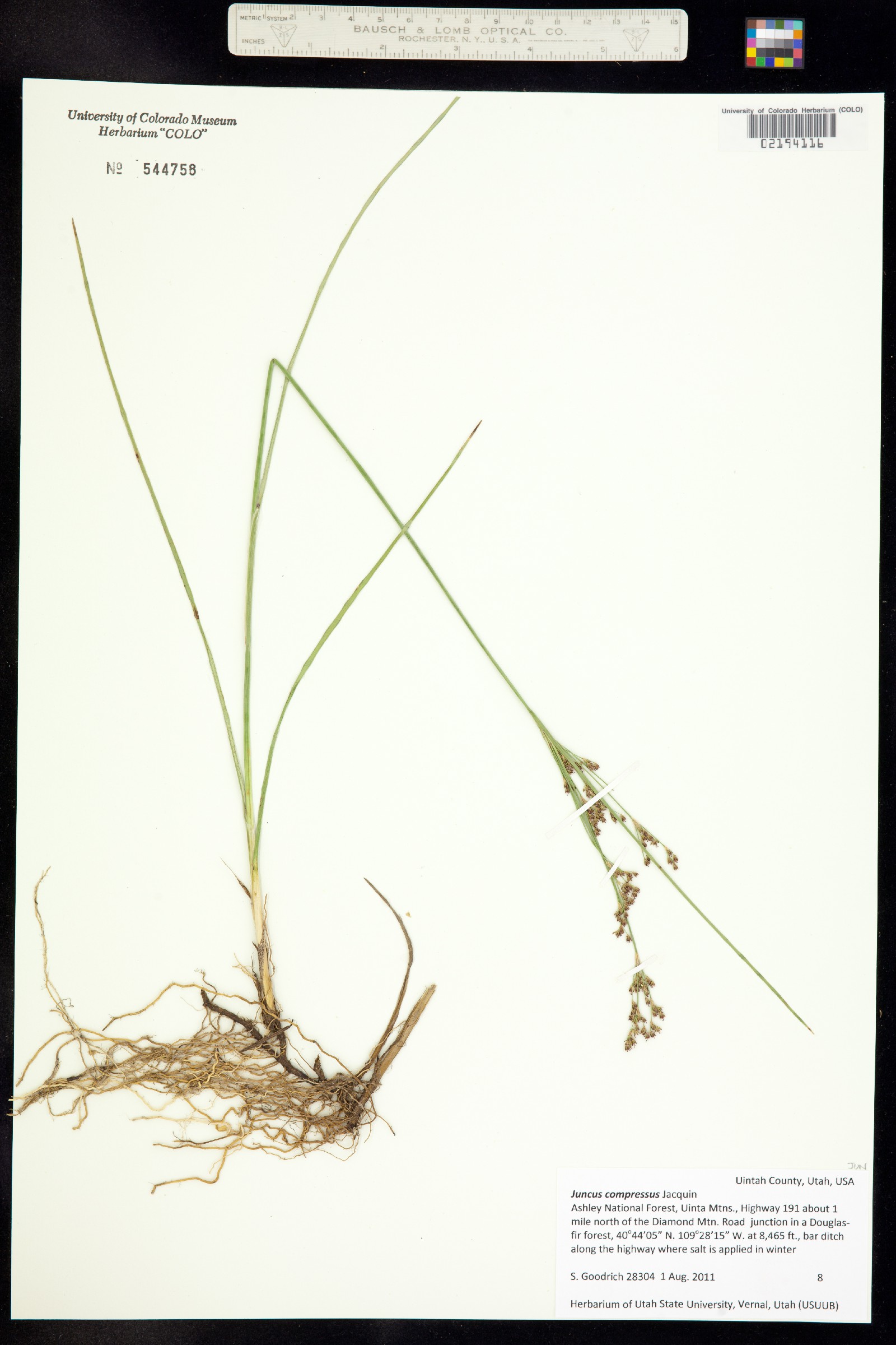 Juncus compressus image