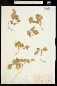 Calystegia malacophylla ssp. malacophylla image