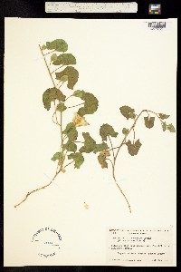 Calystegia malacophylla ssp. malacophylla image