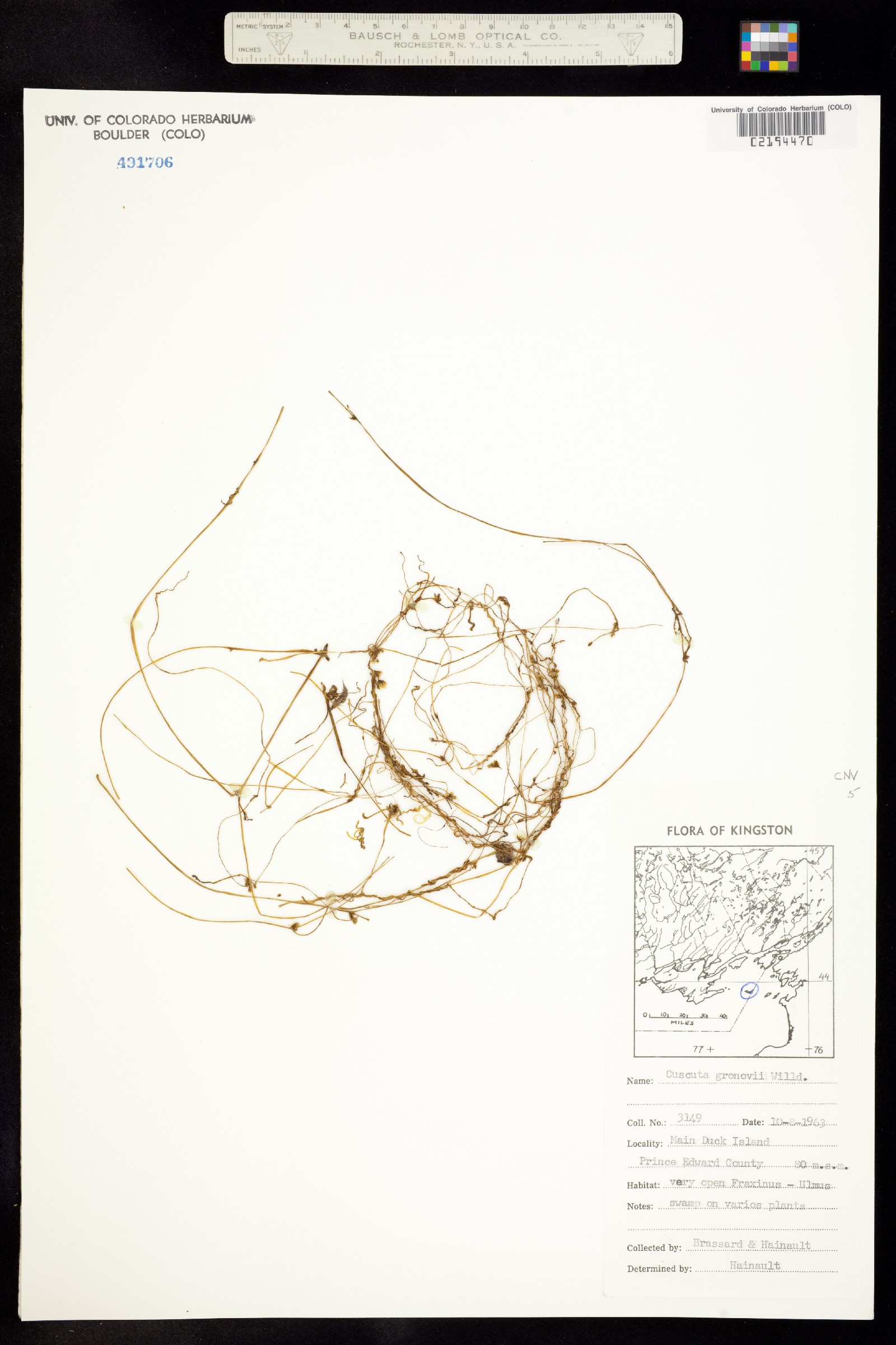 Cuscuta gronovii image