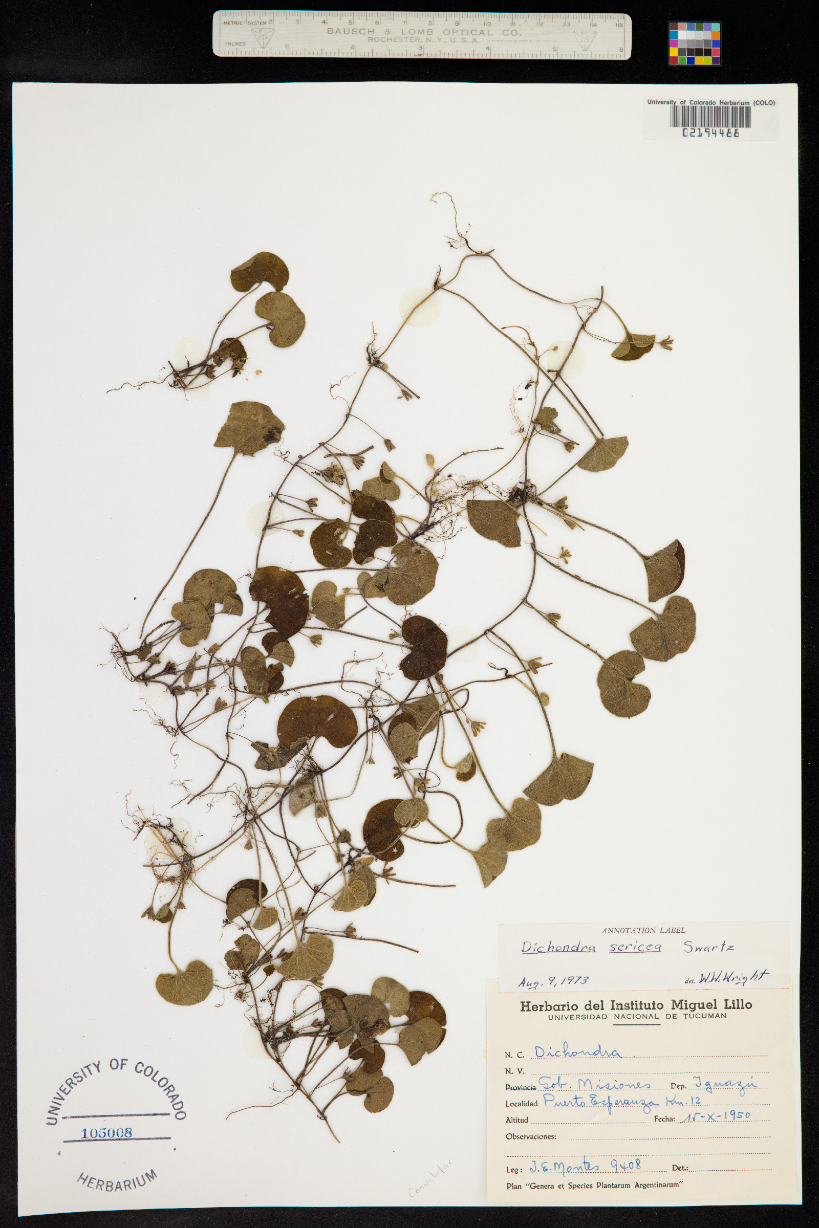 Dichondra sericea image