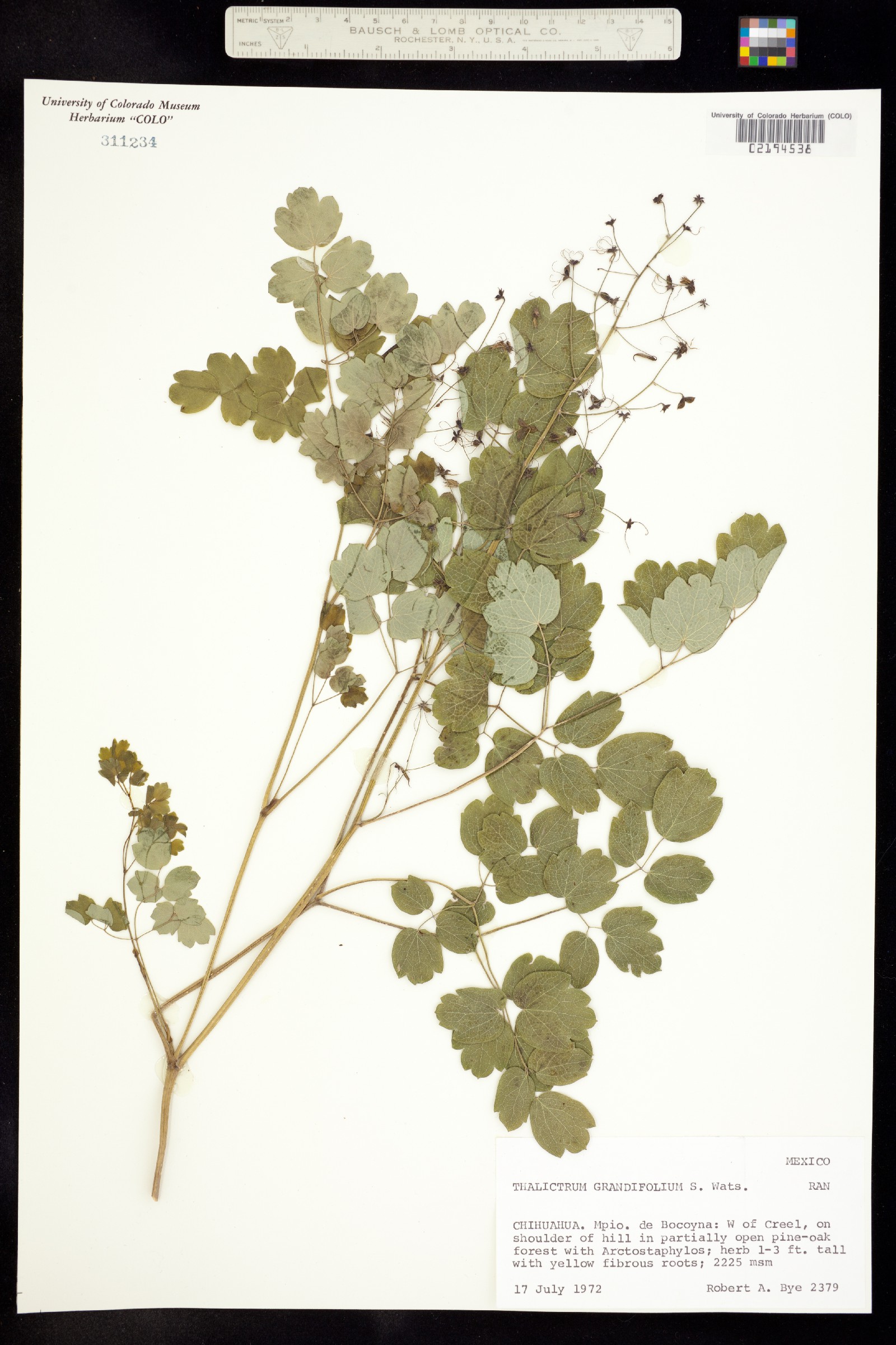 Thalictrum grandifolium image
