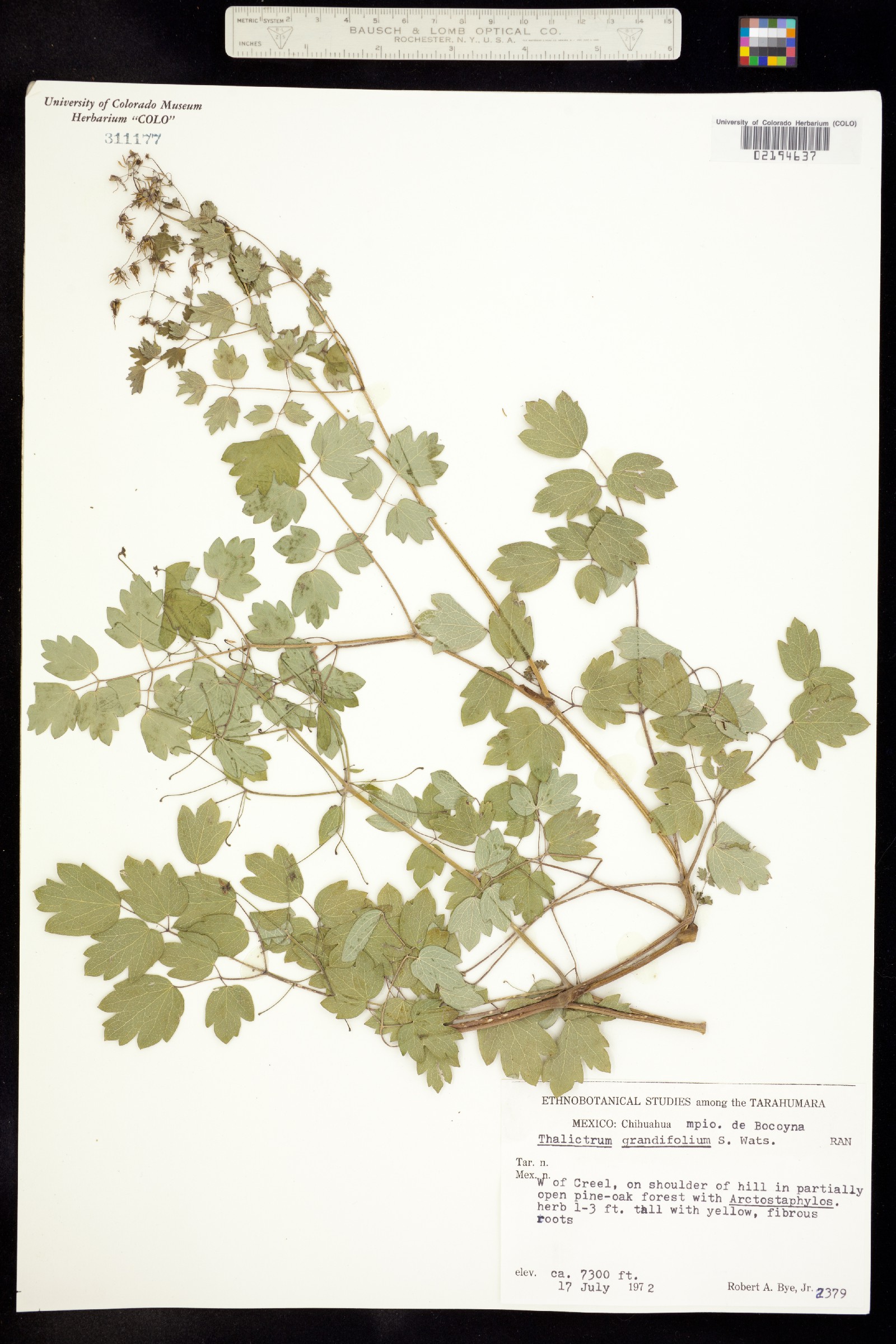 Thalictrum grandifolium image