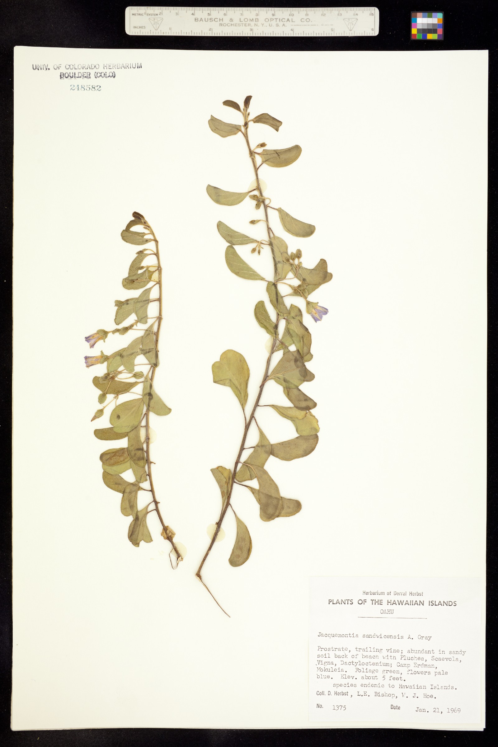 Jacquemontia ovalifolia ssp. sandwicensis image
