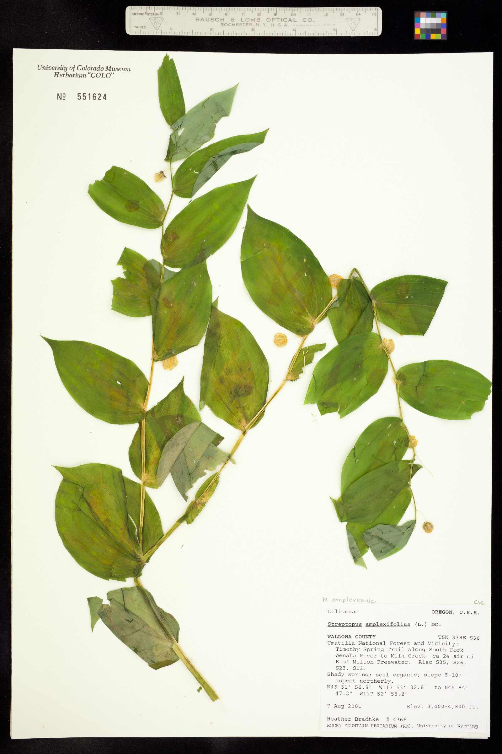 Maianthemum racemosum ssp. amplexicaule image