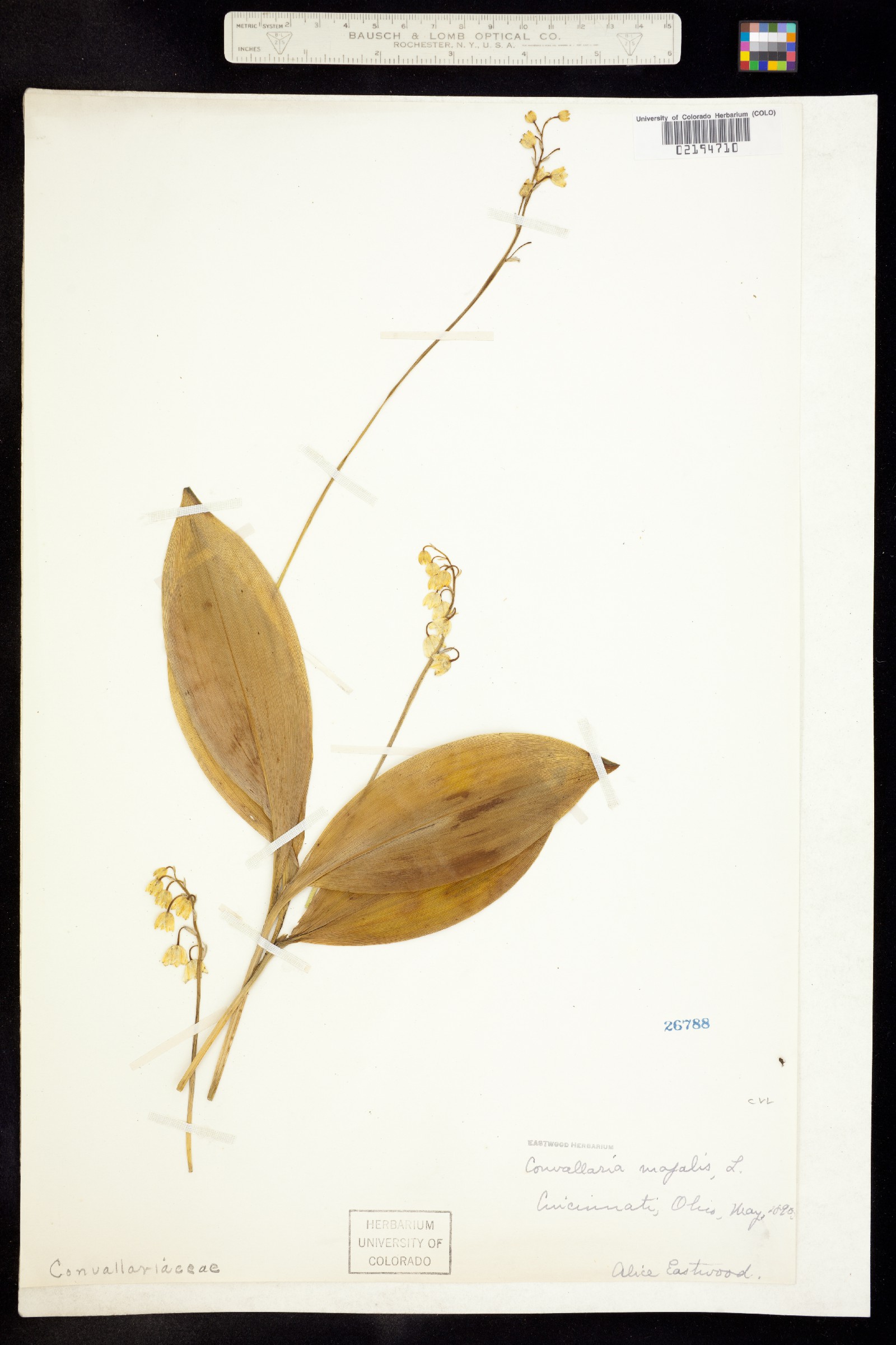 Convallaria majalis image