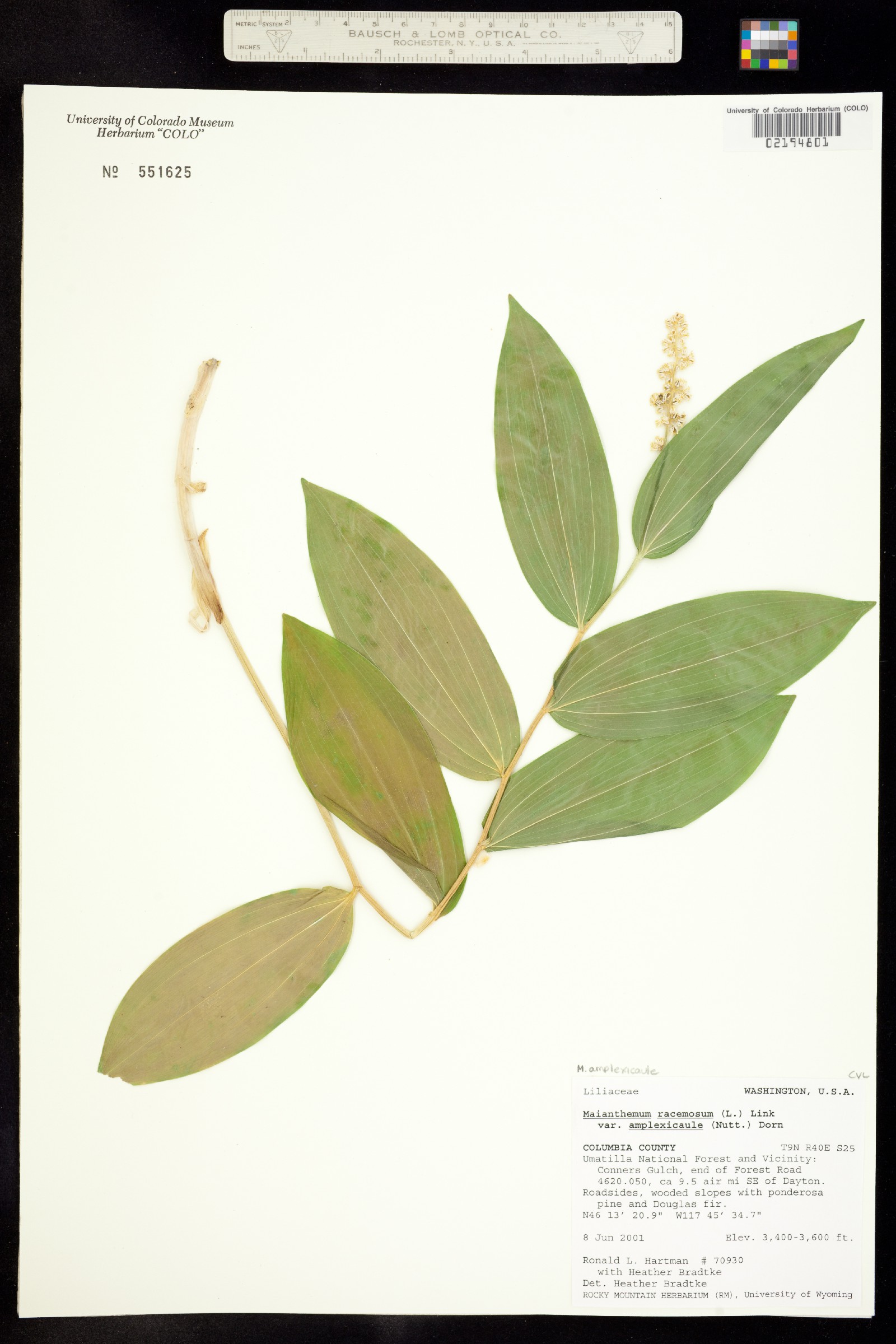 Maianthemum racemosum image