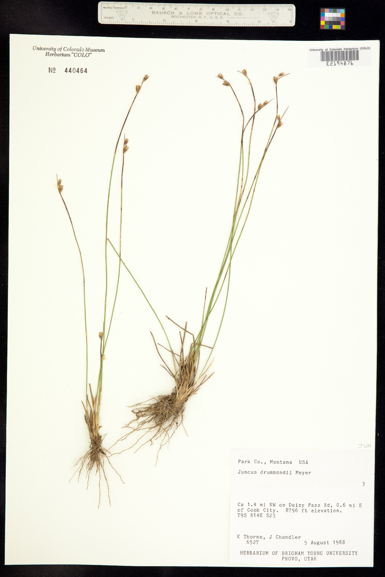 Juncus drummondii image