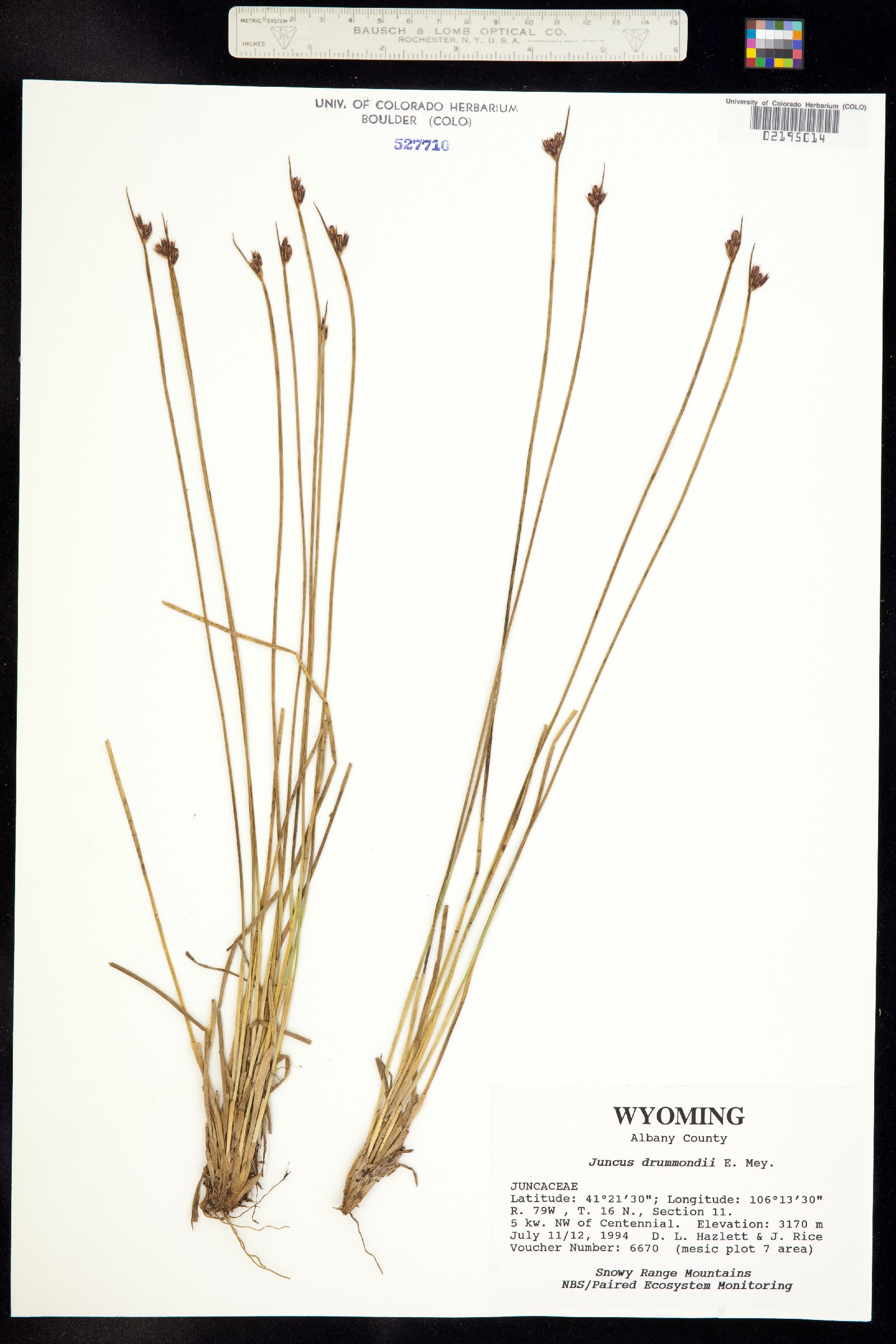 Juncus drummondii image