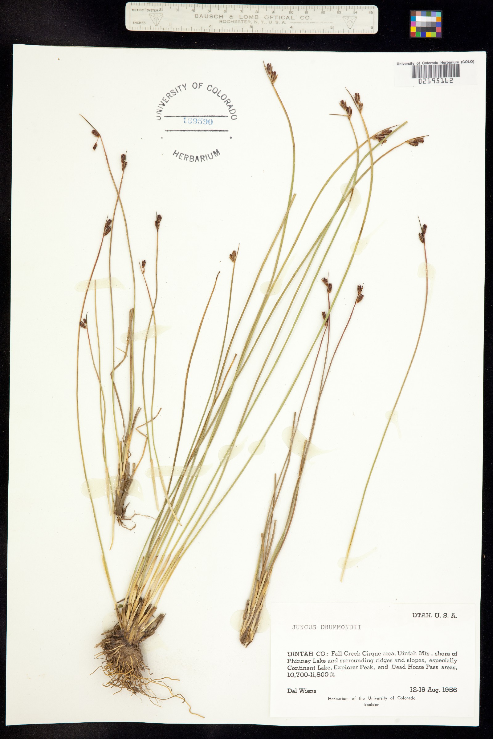 Juncus drummondii image