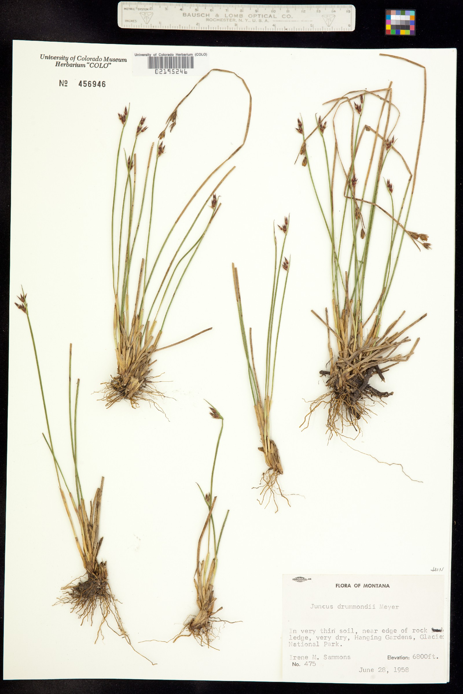 Juncaceae image
