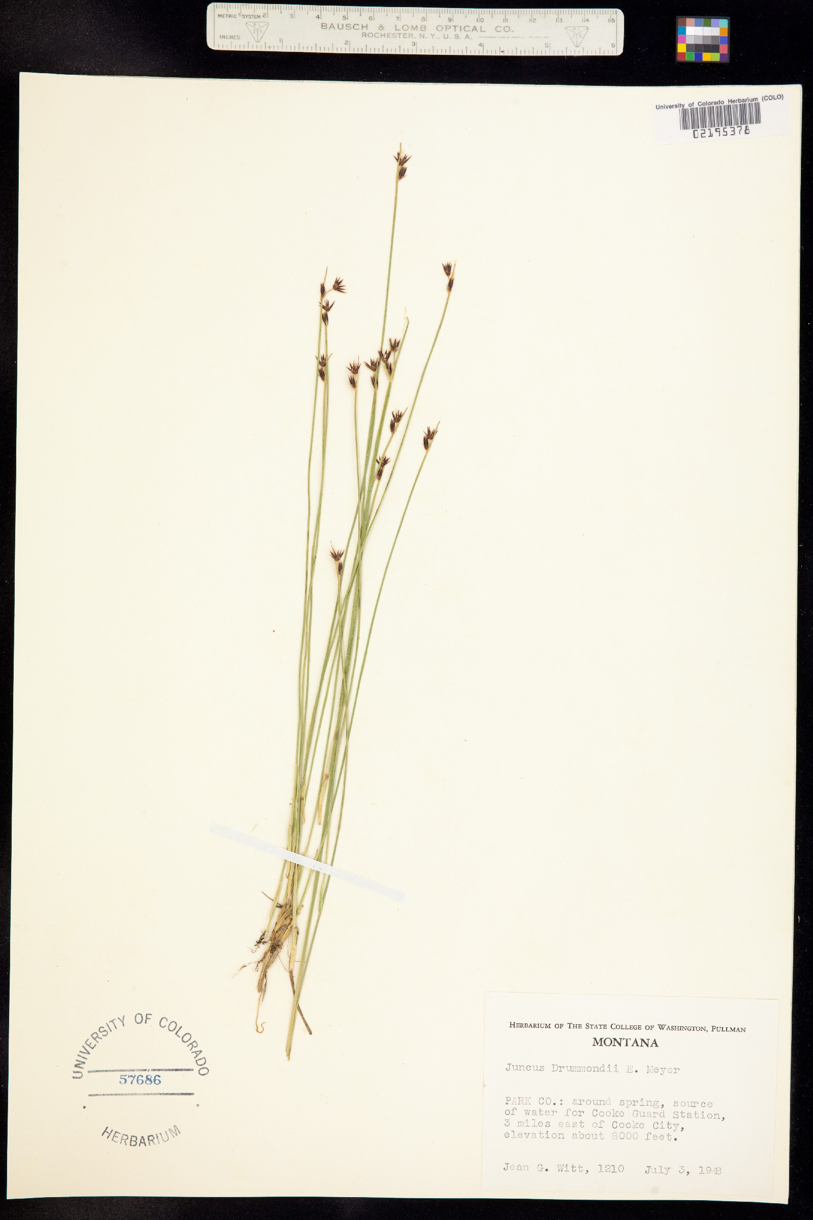 Juncus drummondii image