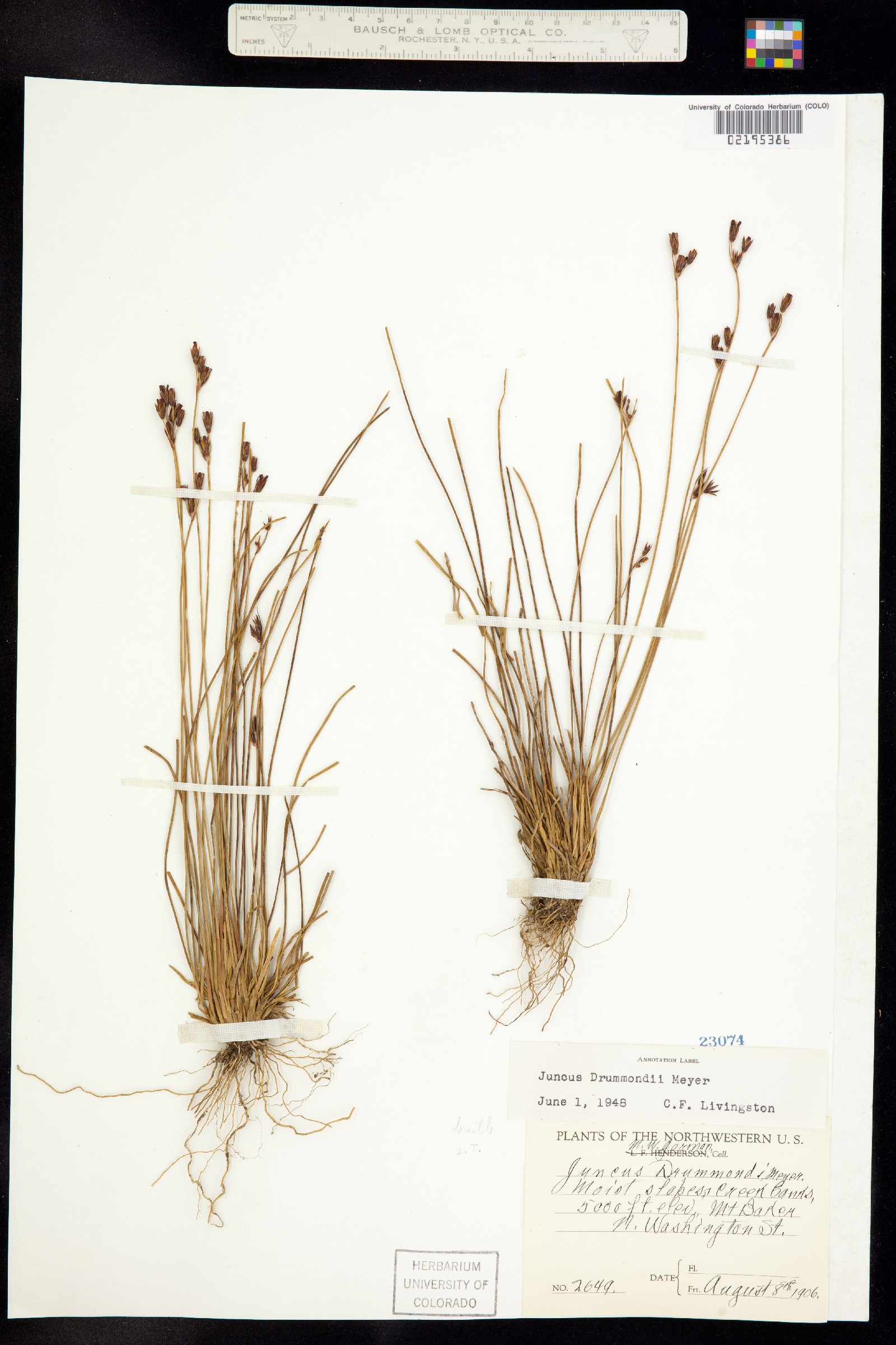 Juncus drummondii image