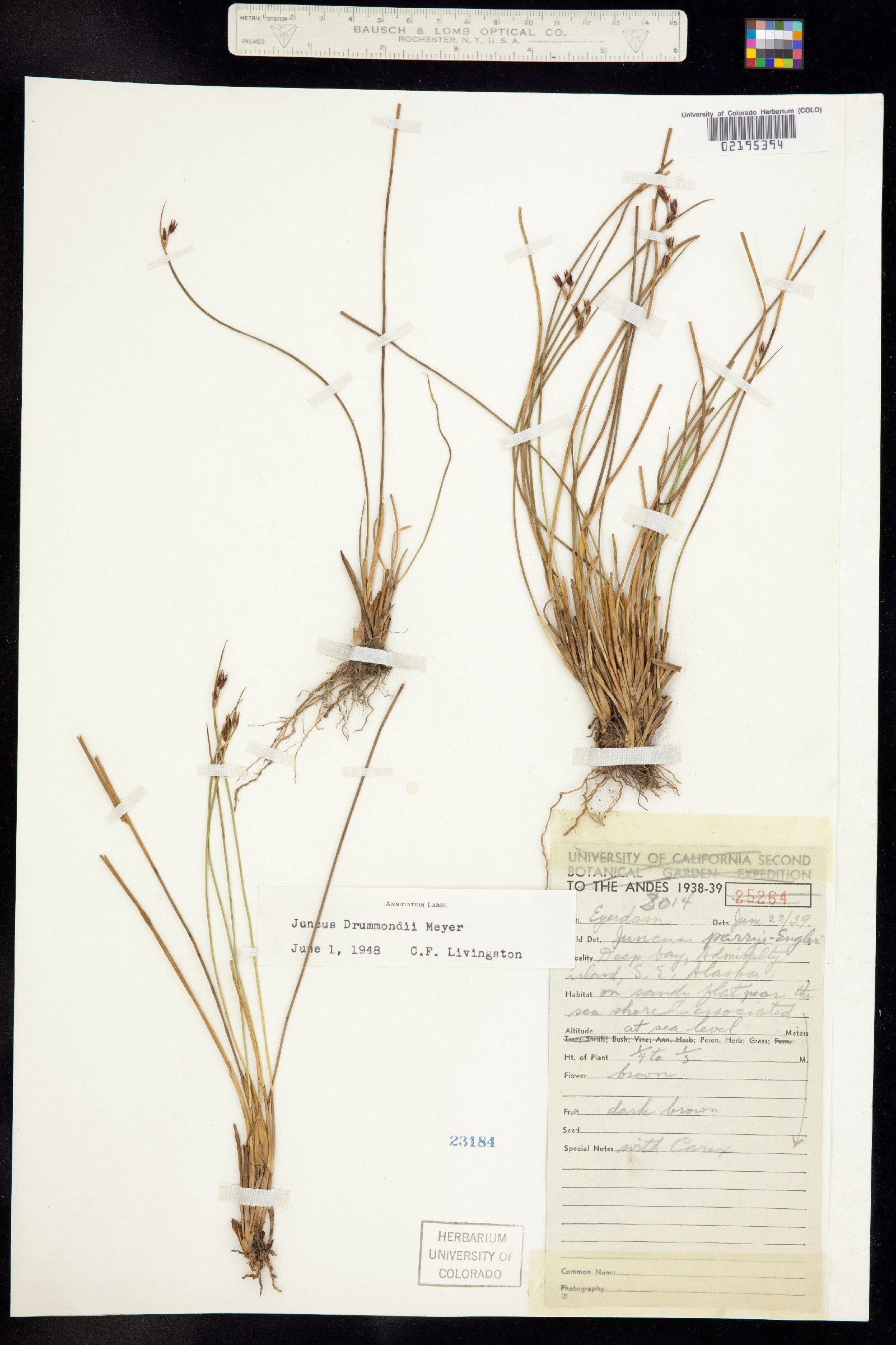 Juncus drummondii image