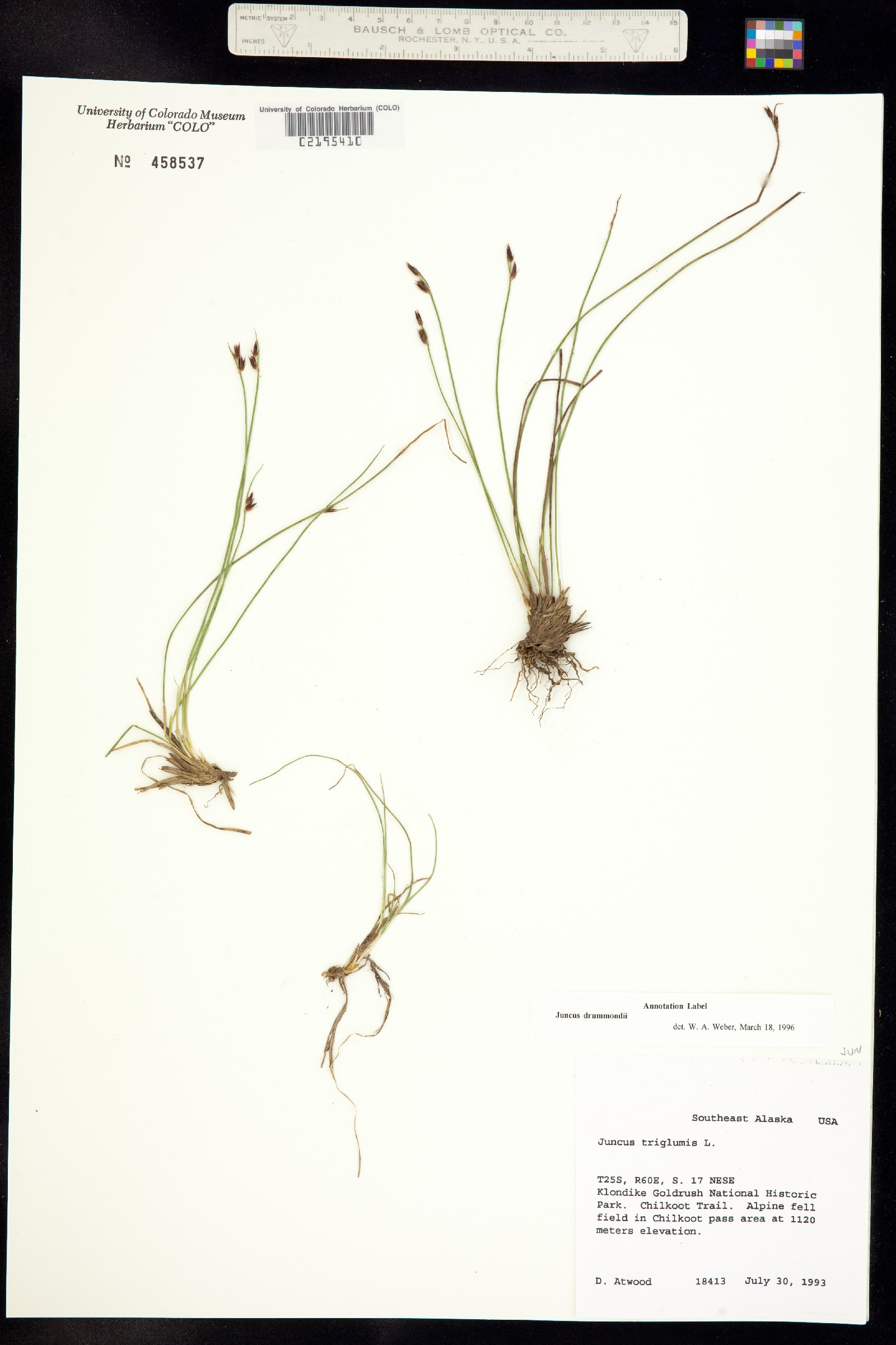 Juncus drummondii image
