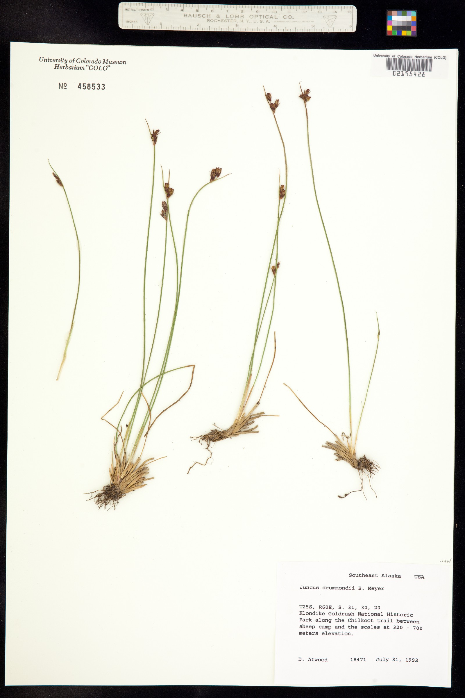 Juncus drummondii image