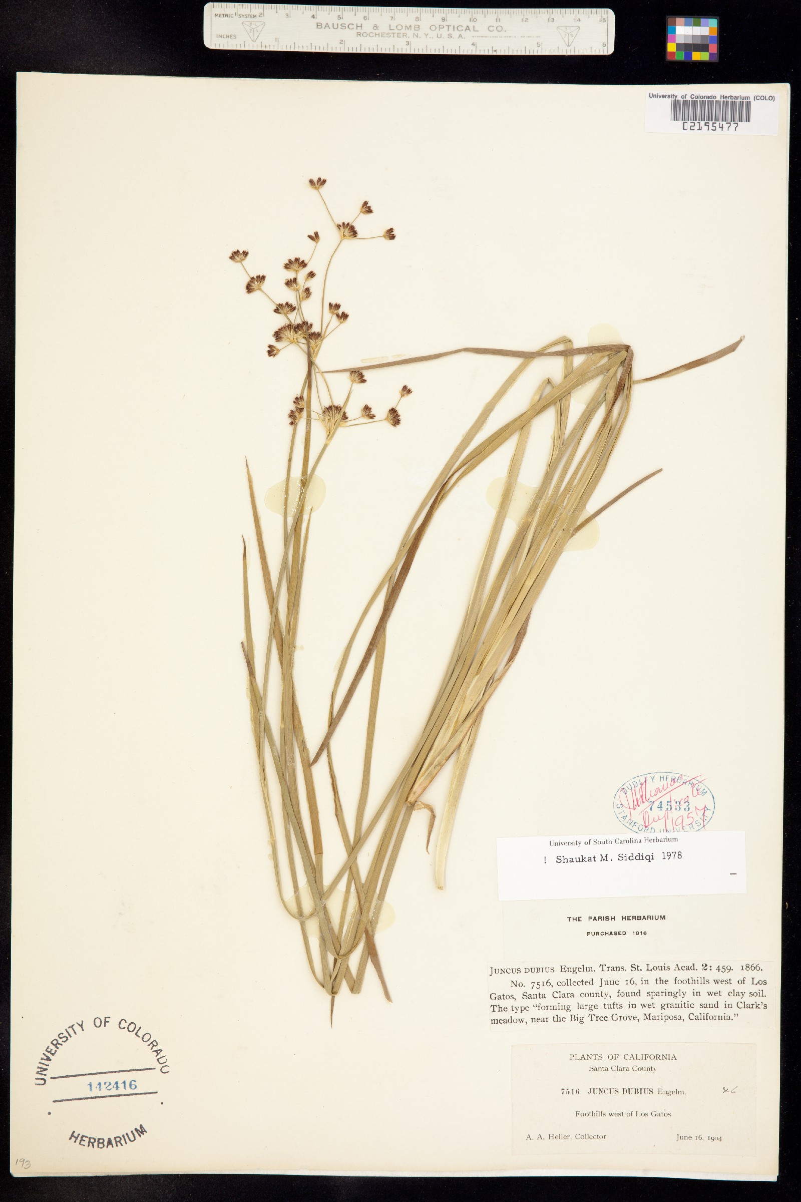 Juncus dubius image